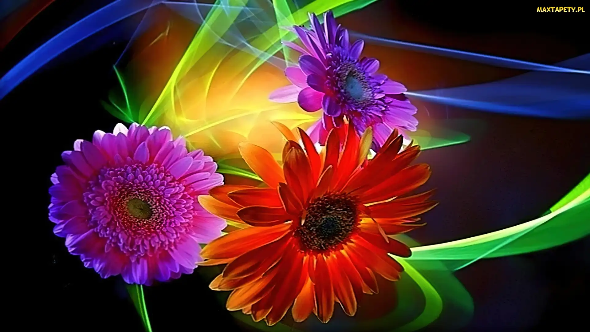 Kwiaty, Świała, Refleksy, Gerbera