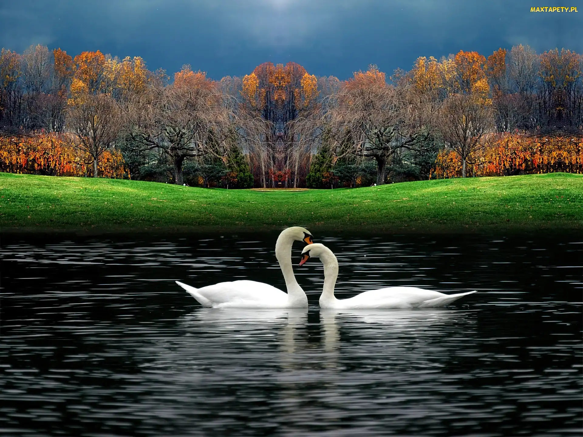 Park, Trawa, Łabędzie, Jezioro