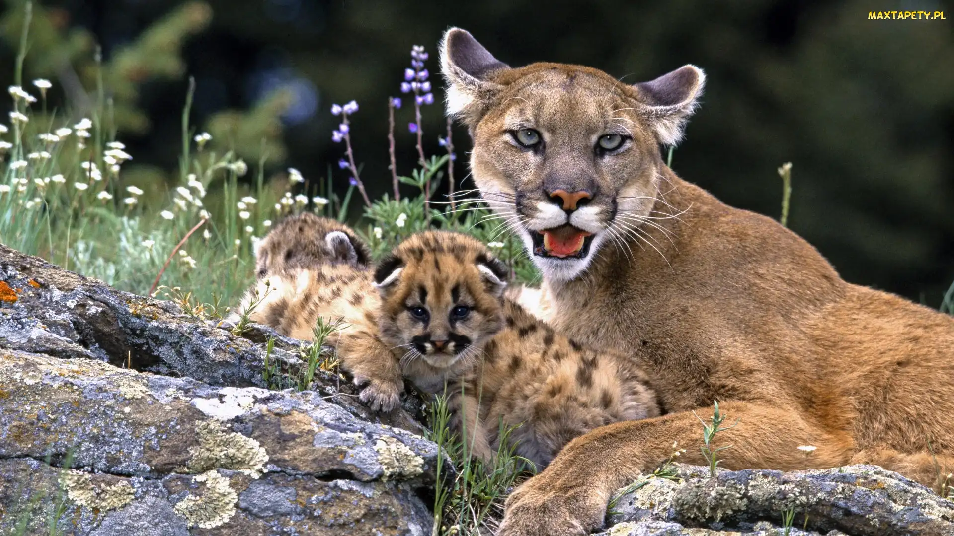 Małe, Puma