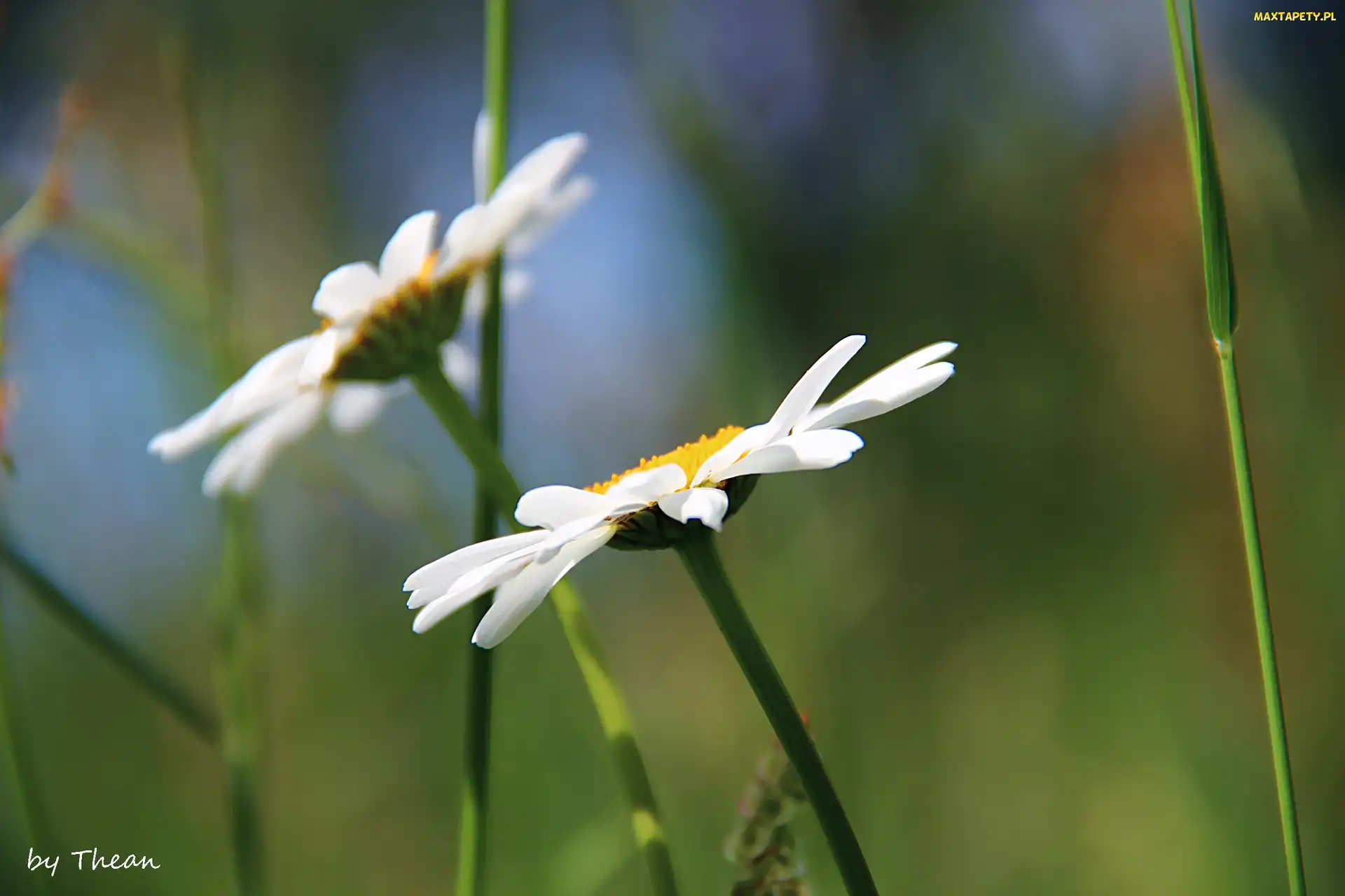 Margerytki, Kwiaty