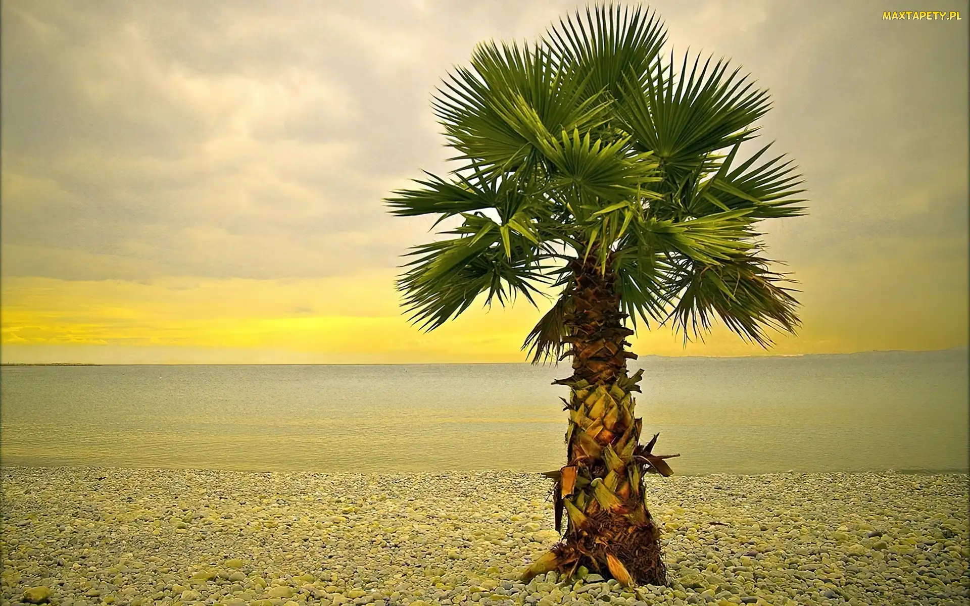 Palma, Morze, Kamienista, Plaża, Samotna