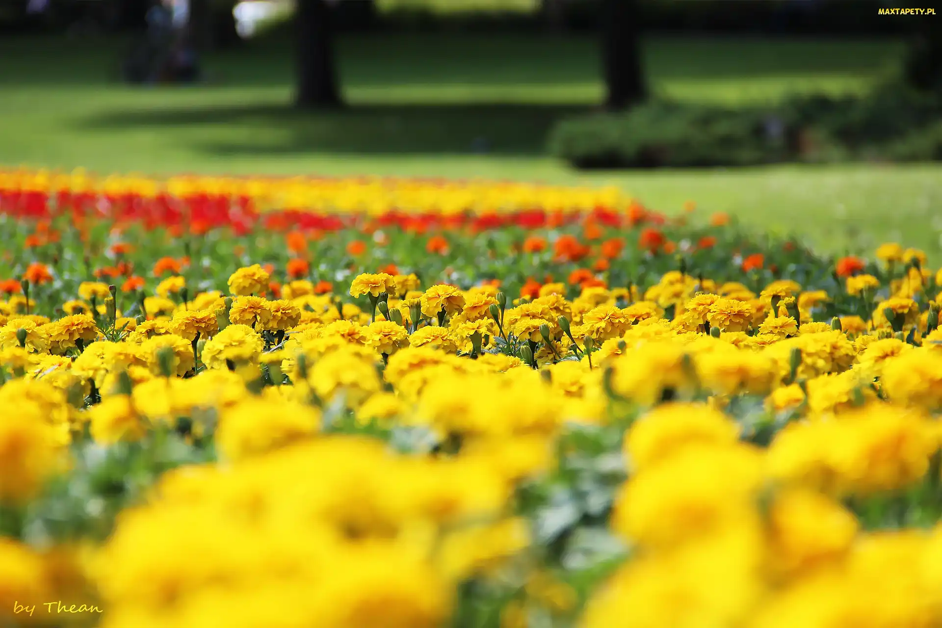 Aksamitki, Park, Turki