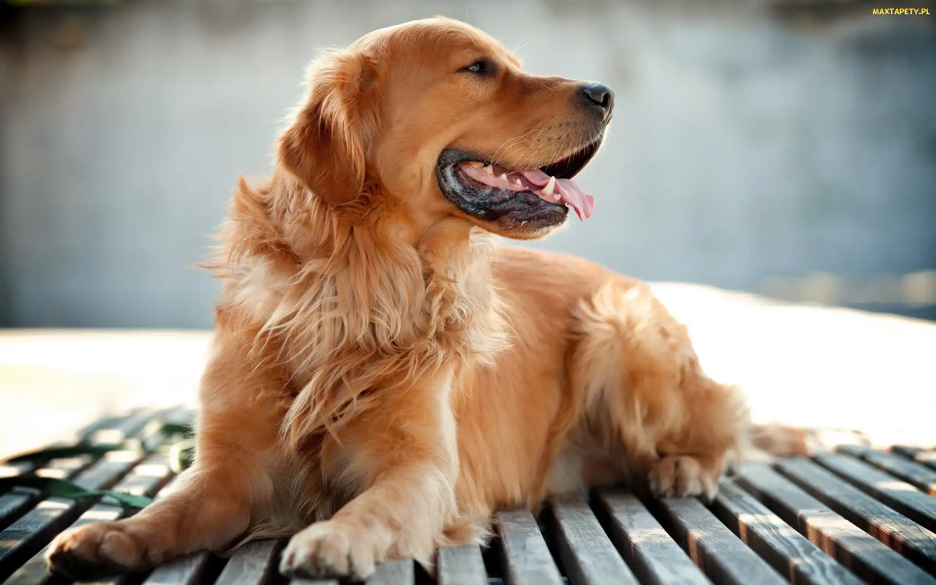 Golden, Retriever, Zdyszany