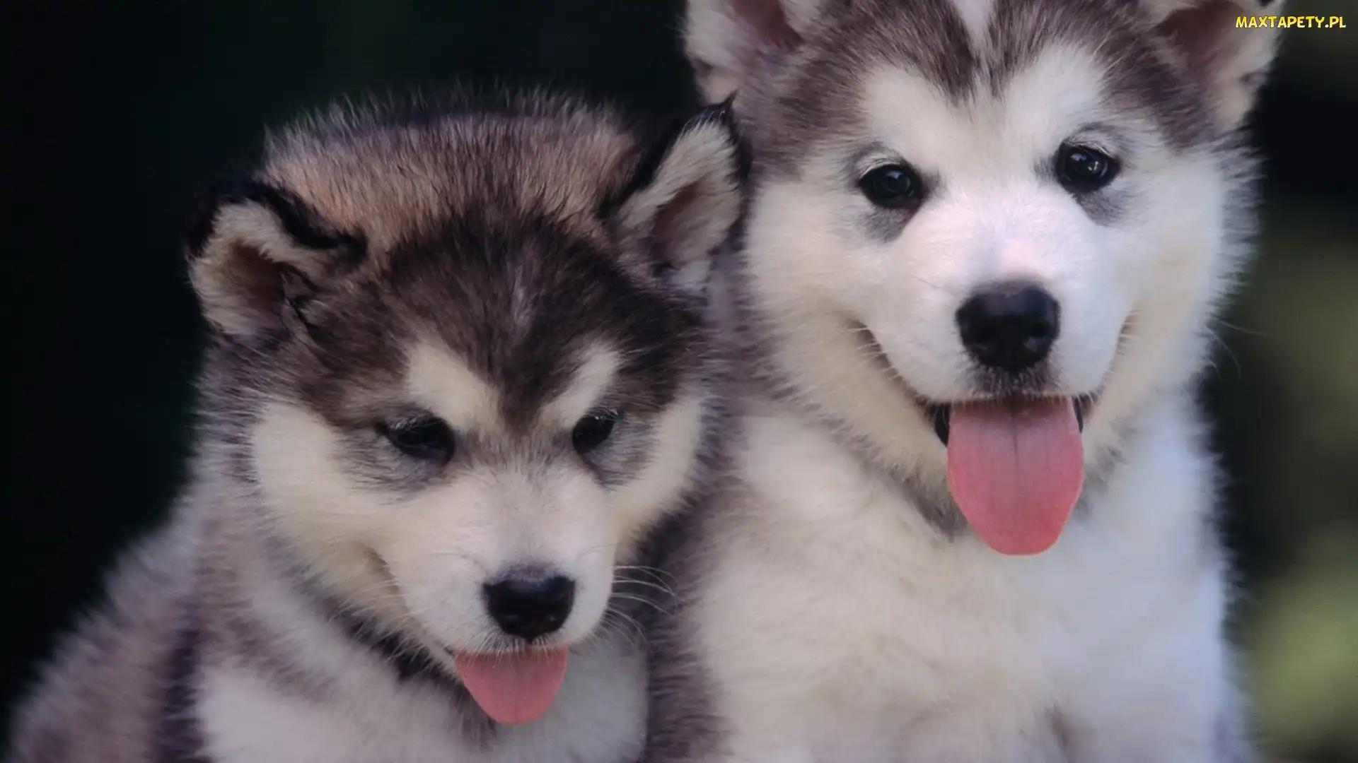Małe, Języczki, Husky, Siberian, Dwa