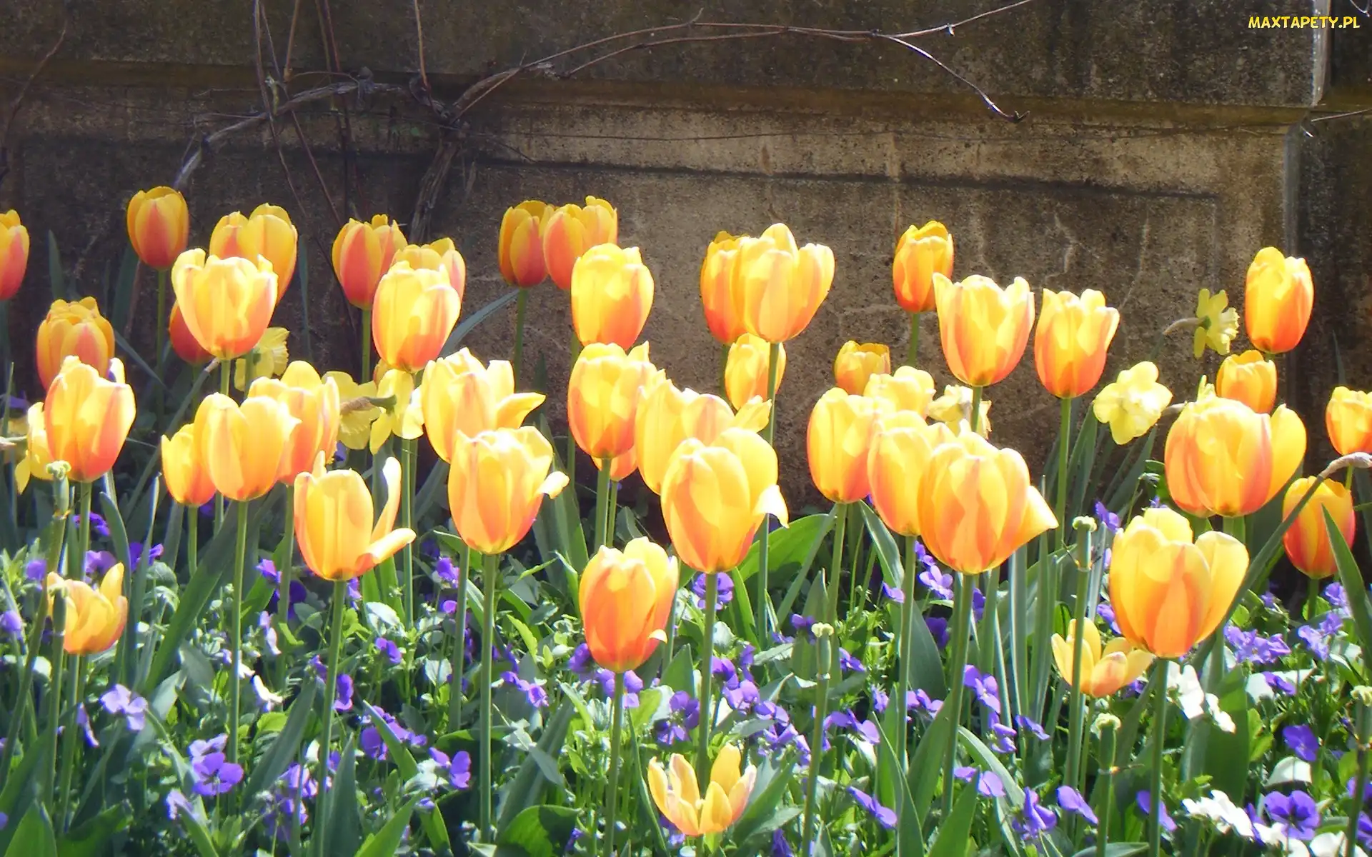 Tulipany, Mur, Żółte