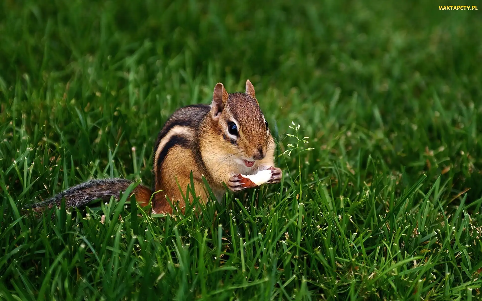 Jabłuszko, Trawa, Chipmunk