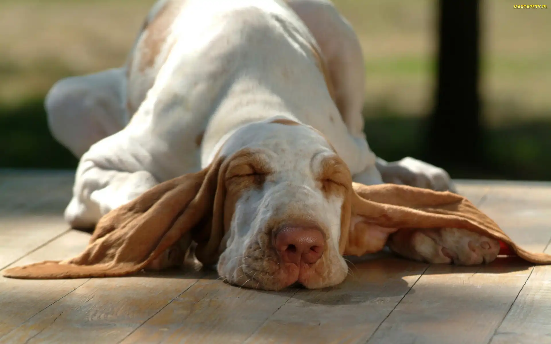 Śpioch, Basset, Pies