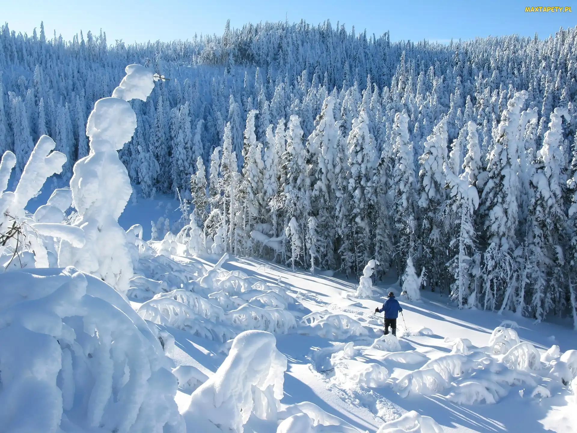 Śnieg, Narciarz, Las