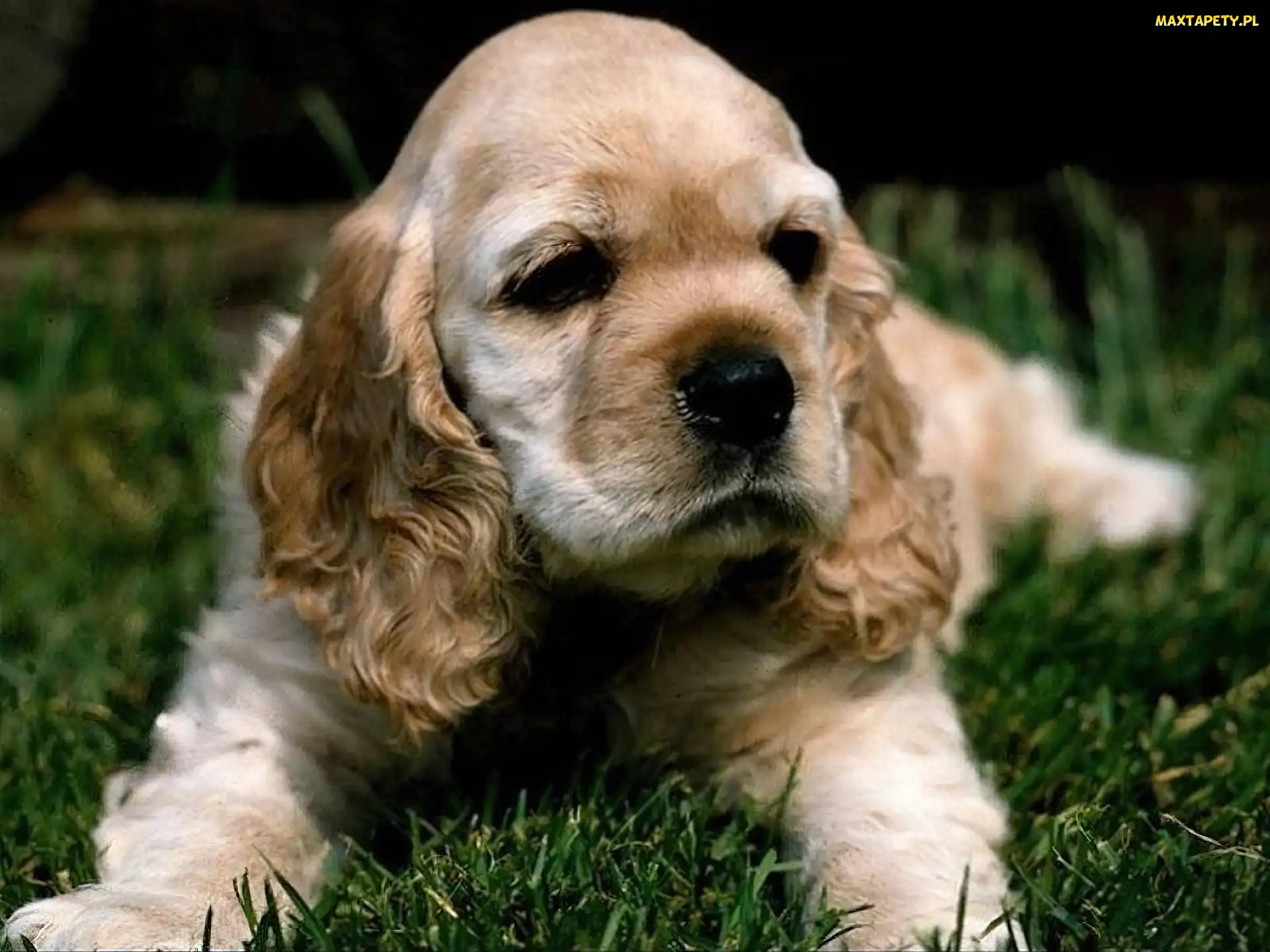 Szczeniak, Cocker Spaniel, Leżący