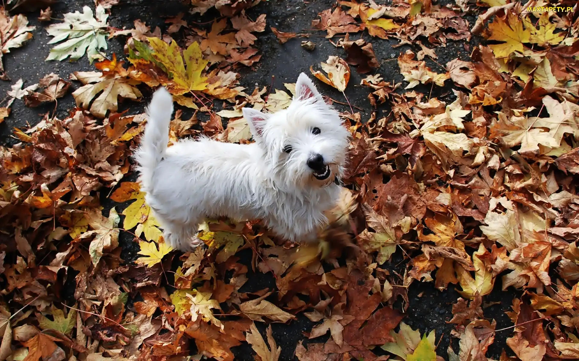 Biały, West Highland White Terrier, Piesek