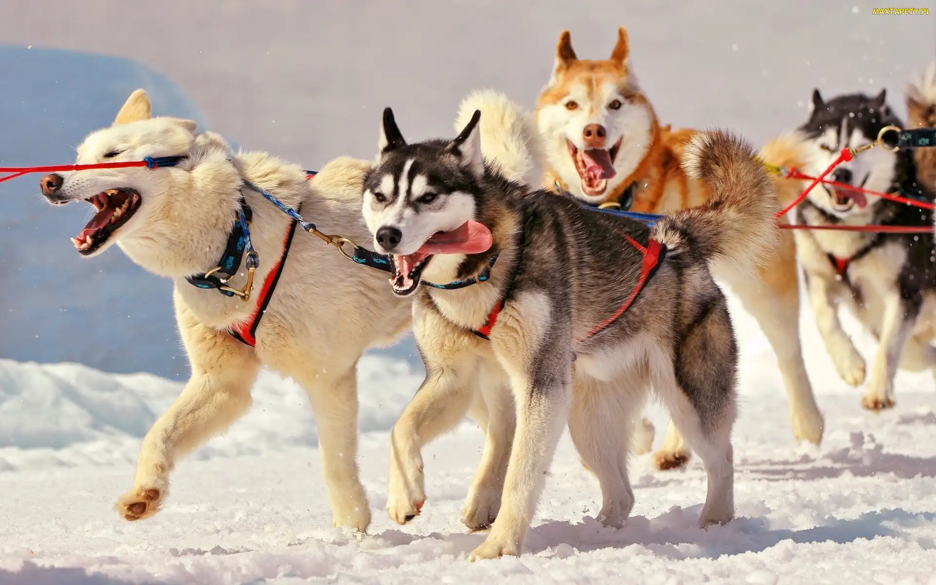 Husky, Zaprzeg, Psy