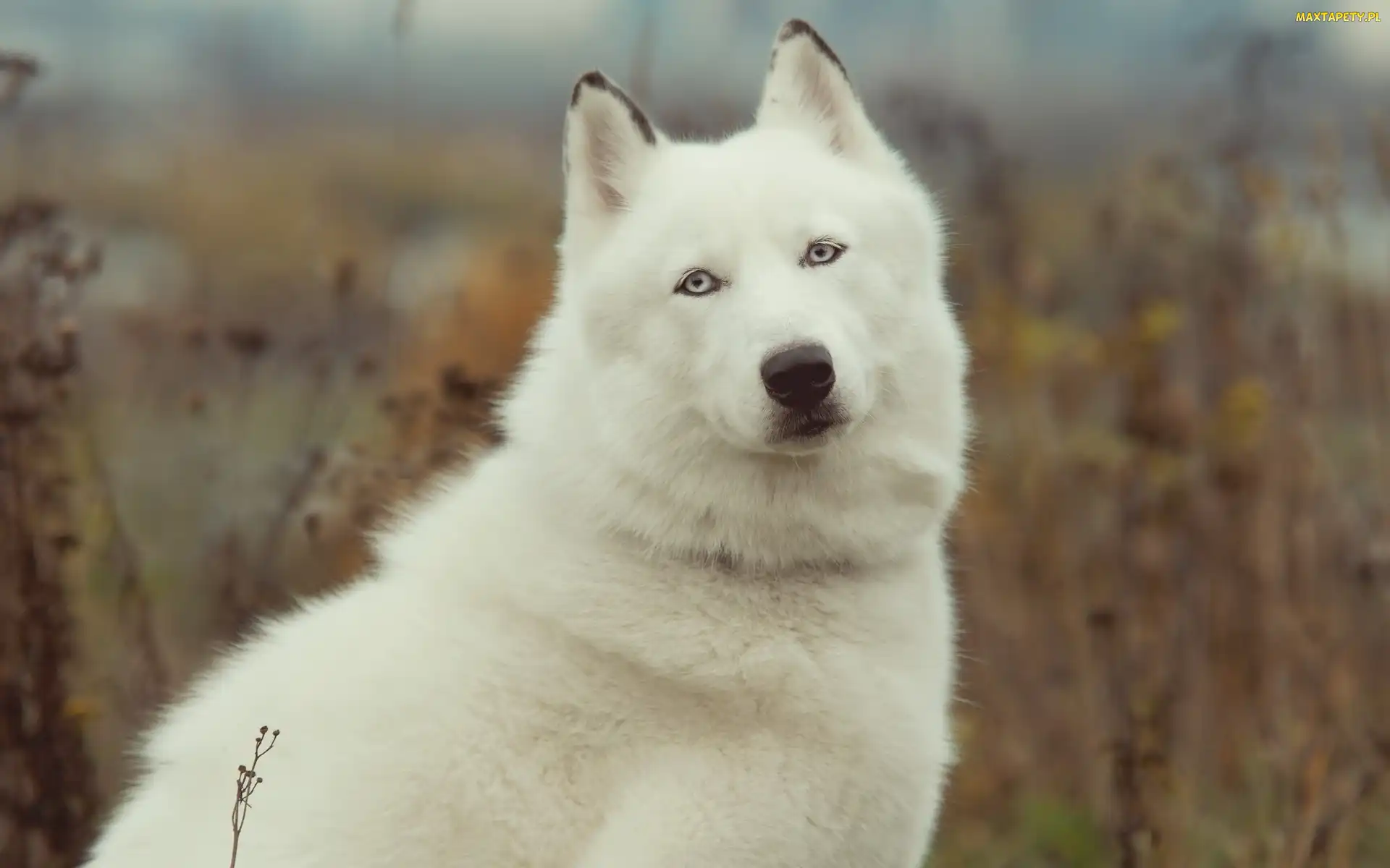 Siberian, Husky, Biały