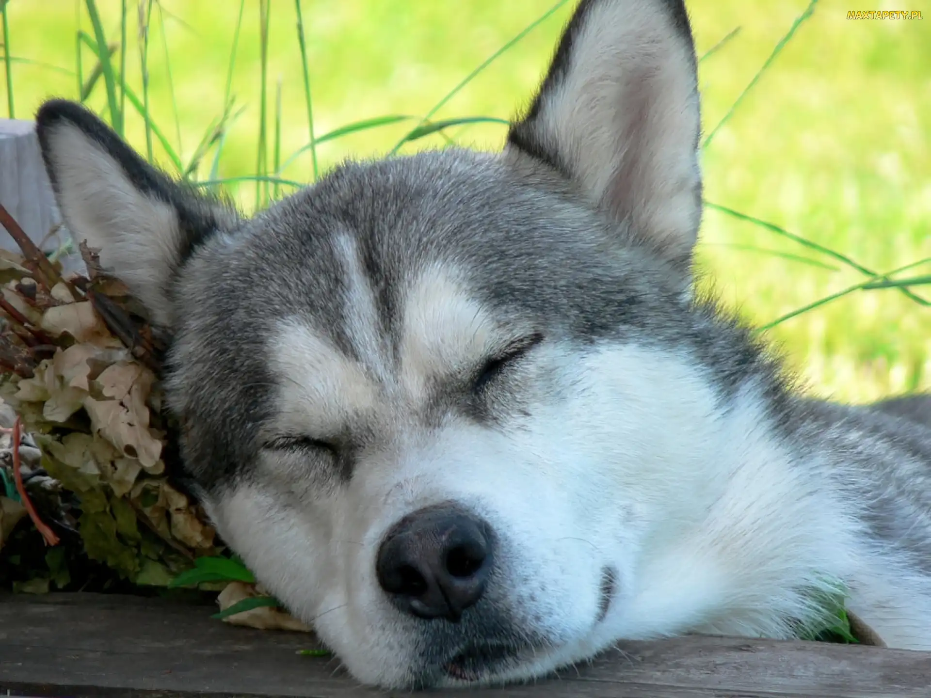 Husky, Sen, Siberian