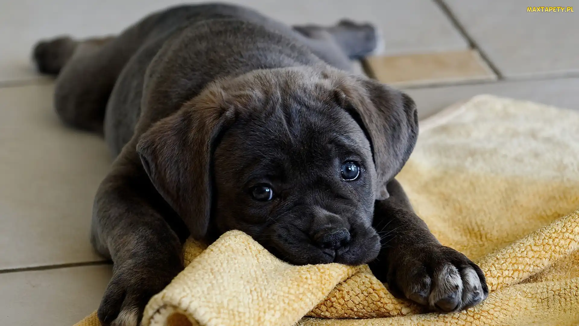 Kocyk, Cane corso, Piesek