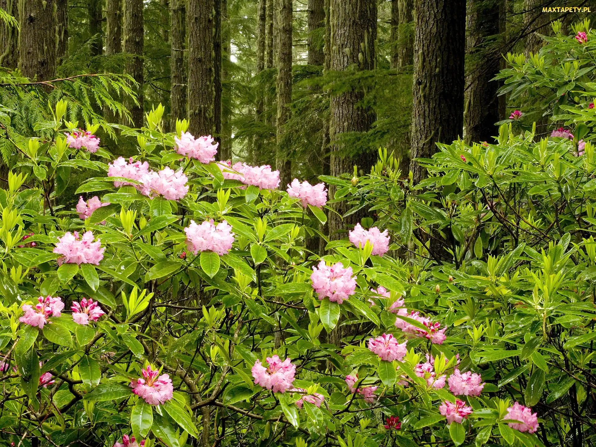 Las, Rododendron
