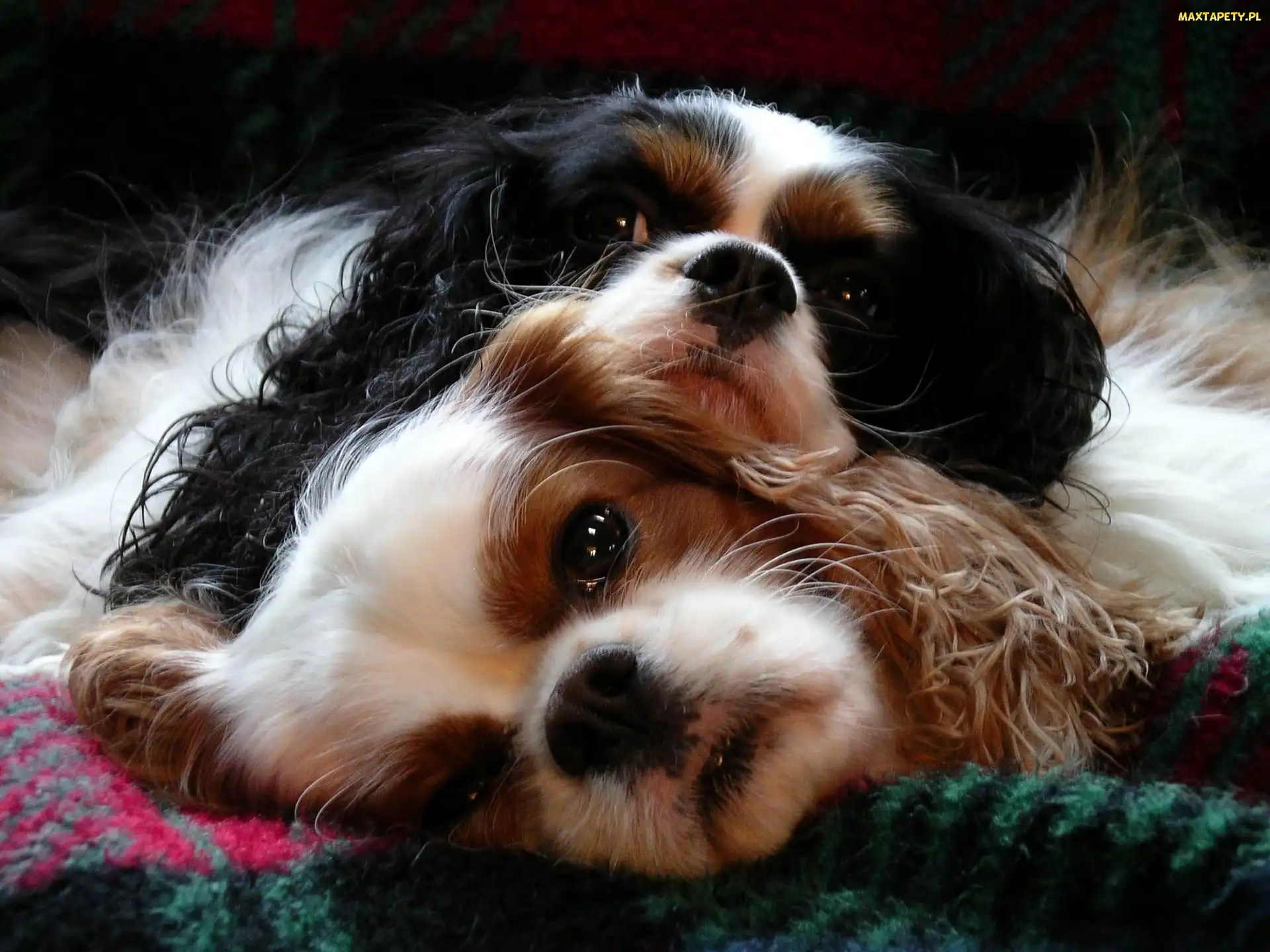 Psy, Cavalier King Charles spaniel, Dwa