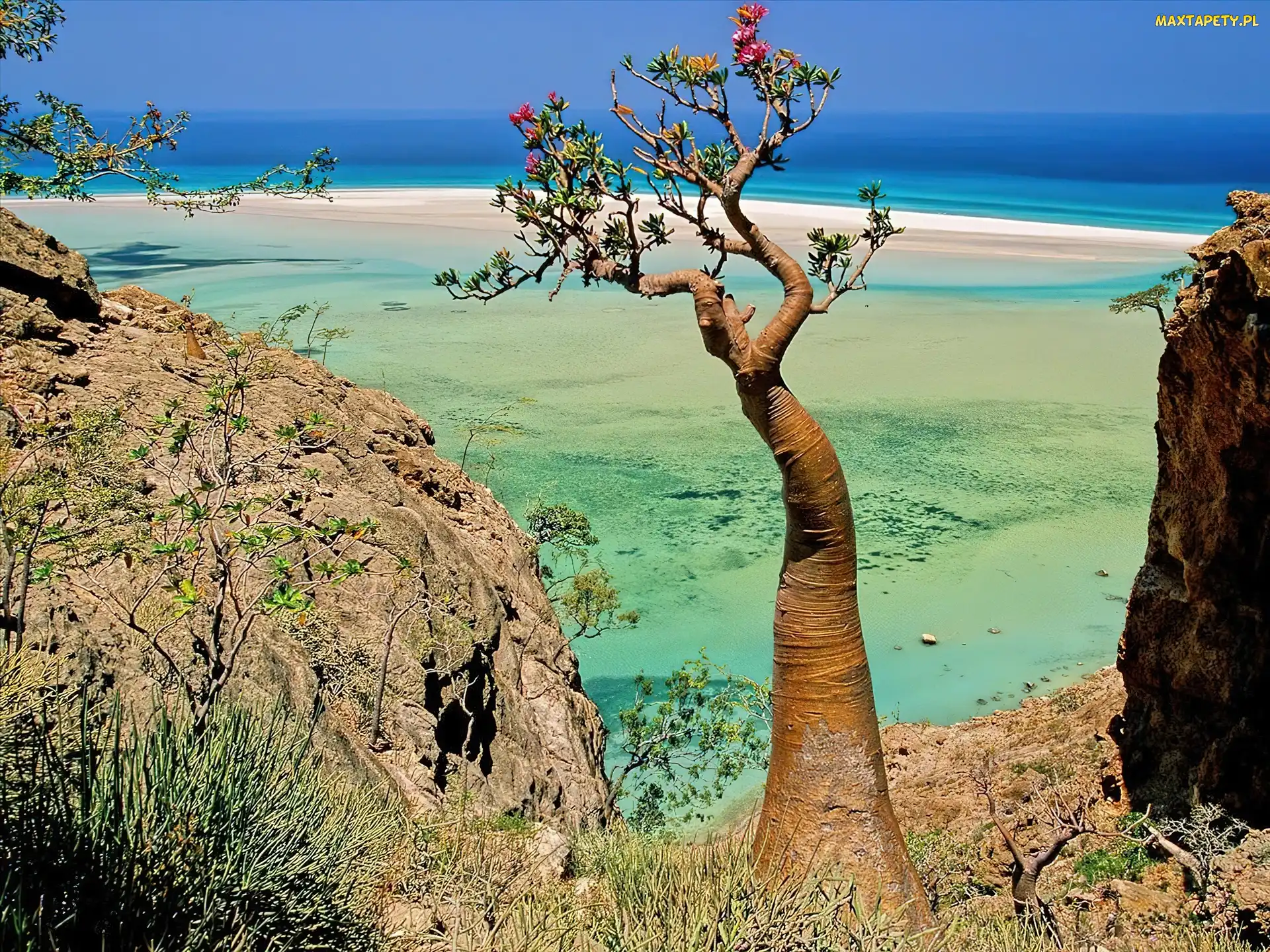 Morze, Drzewo, Socotra Island, Jemen