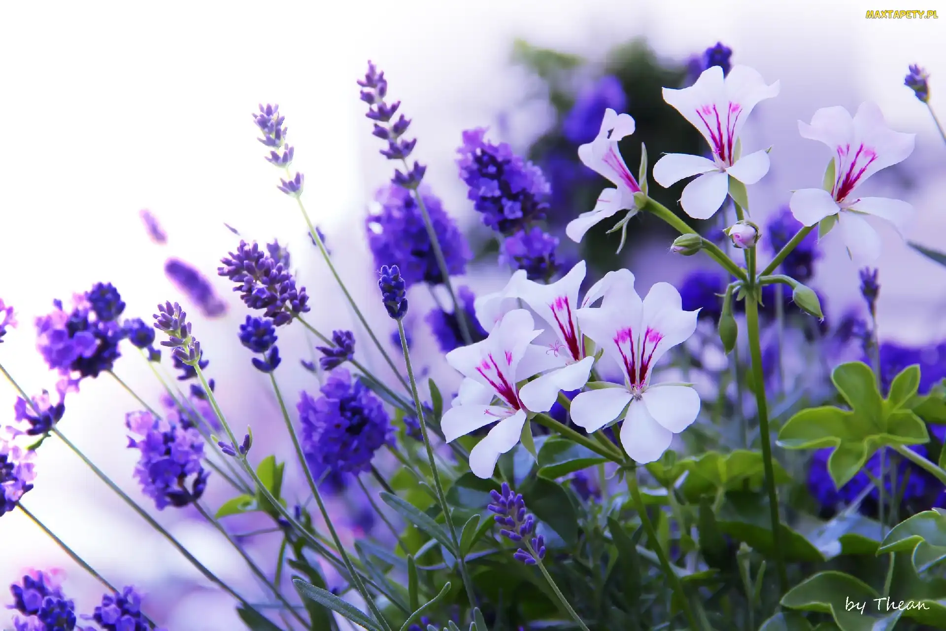 Pelargonie, Kwiaty, Niebieskie, Lawenda, Białe