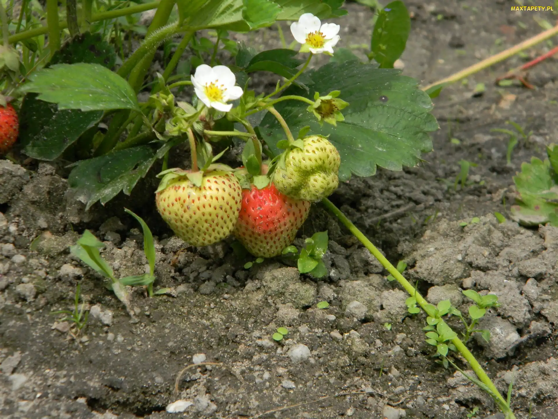 Truskawek, Kwiatki, Krzaczek