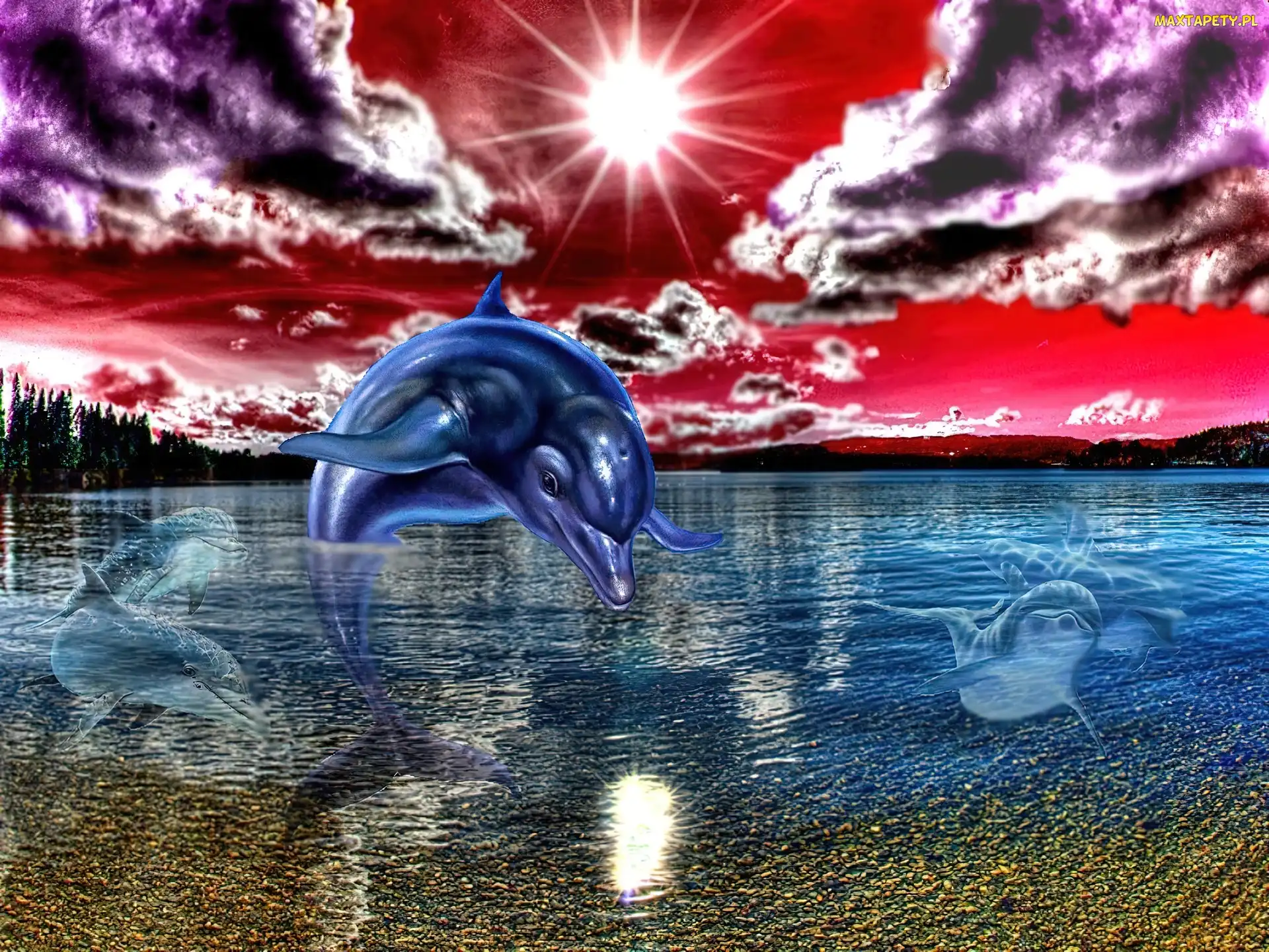 Art, Słońca, Delfin, Zachód