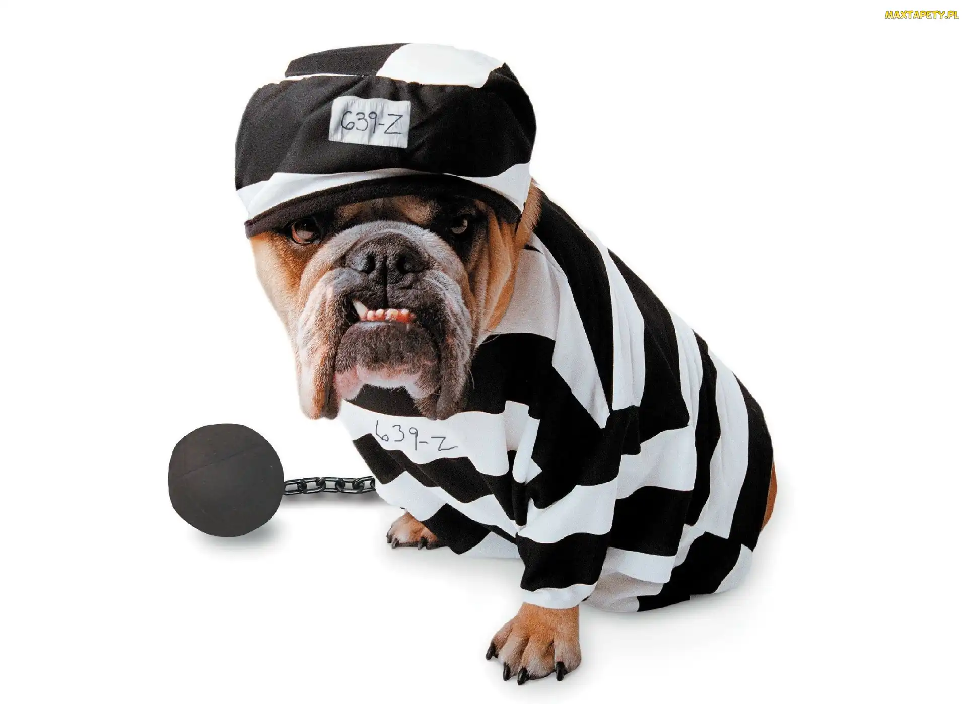 Czapka, Więzień, Buldog