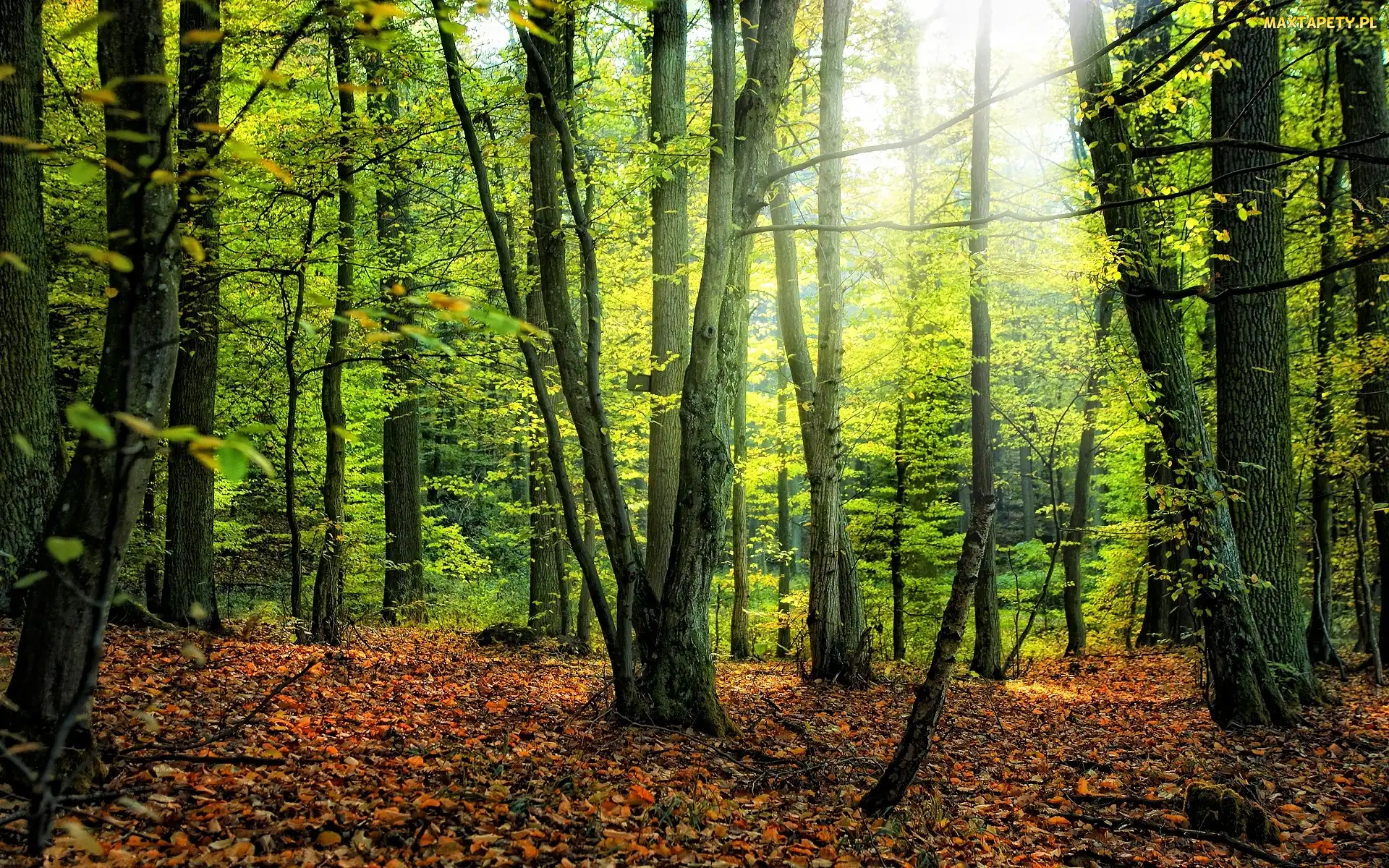 Liście, Gałęzie, Drzewa