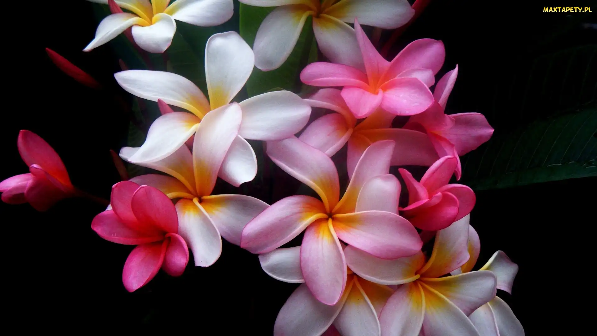 Kwiat, Plumeria