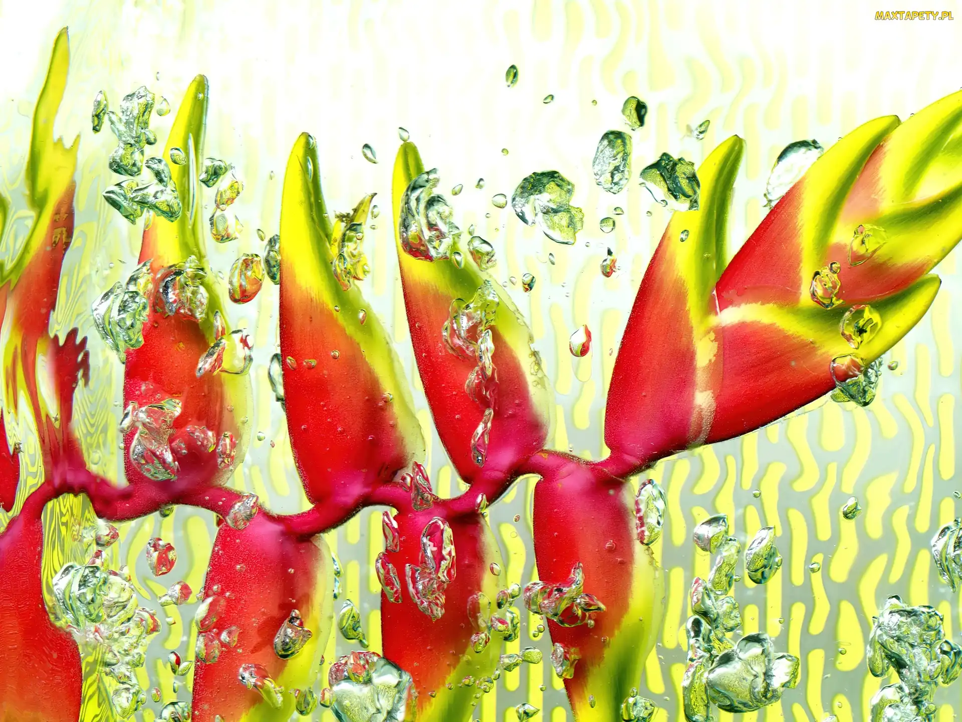 Woda, Heliconia