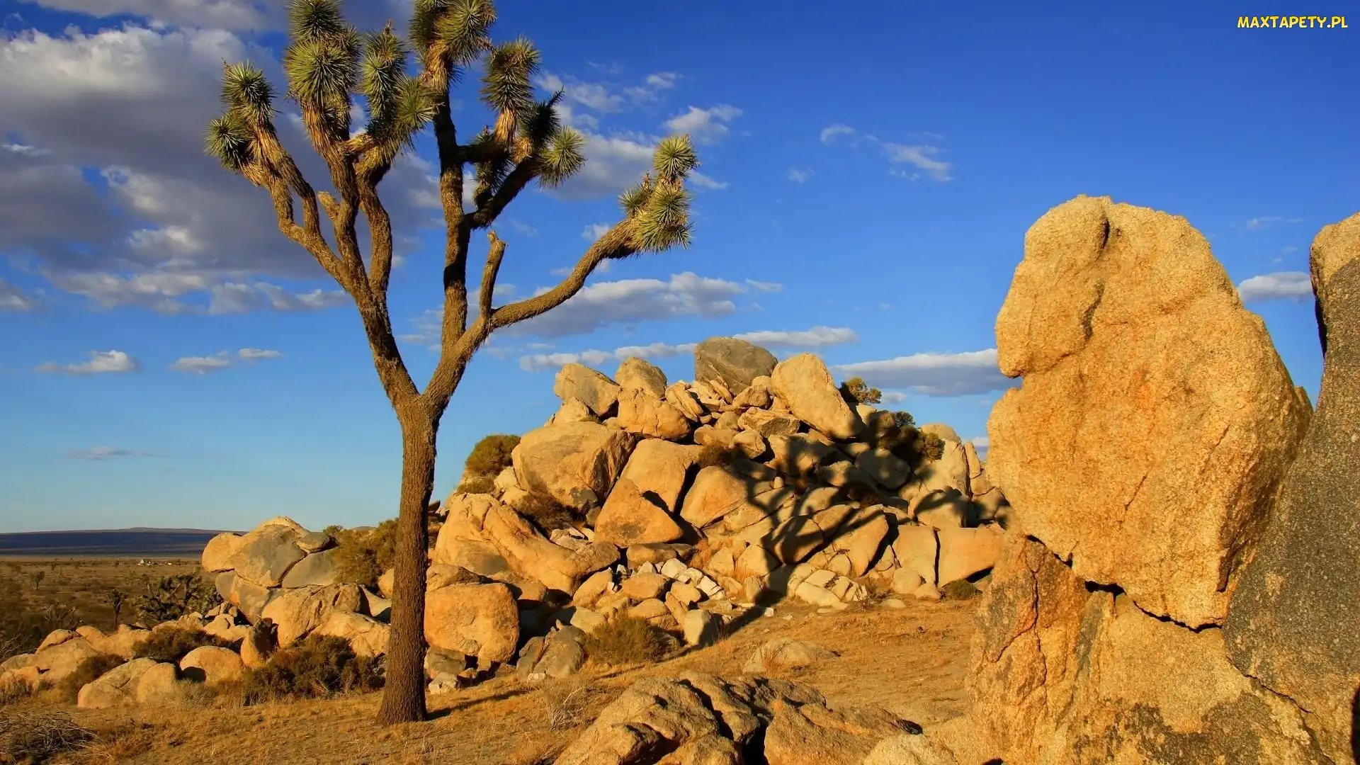 Stany Zjednoczone, Kalifornia, Jukka krótkolistna, Skały, Drzewo Jozuego, Park Narodowy Joshua Tree