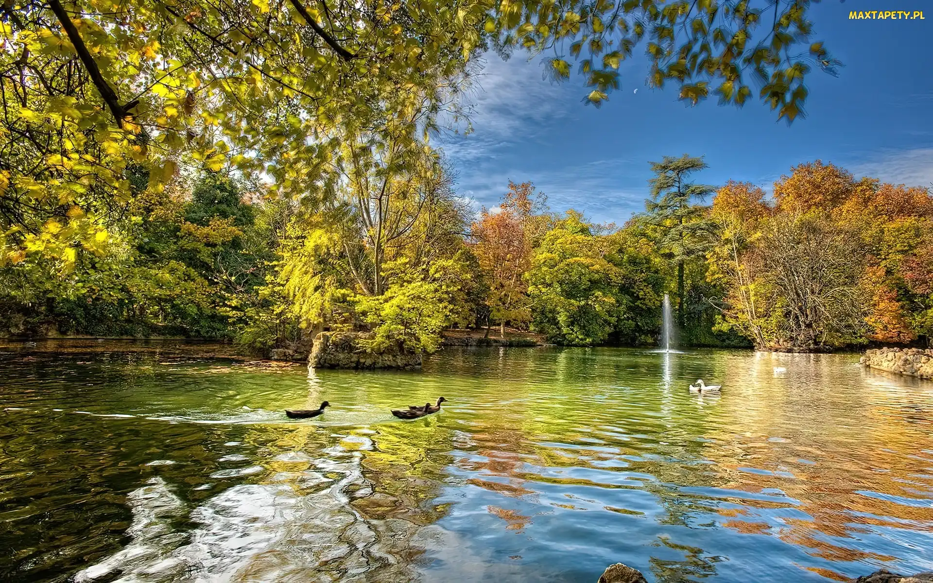 Kaczki, Drzewa, Woda