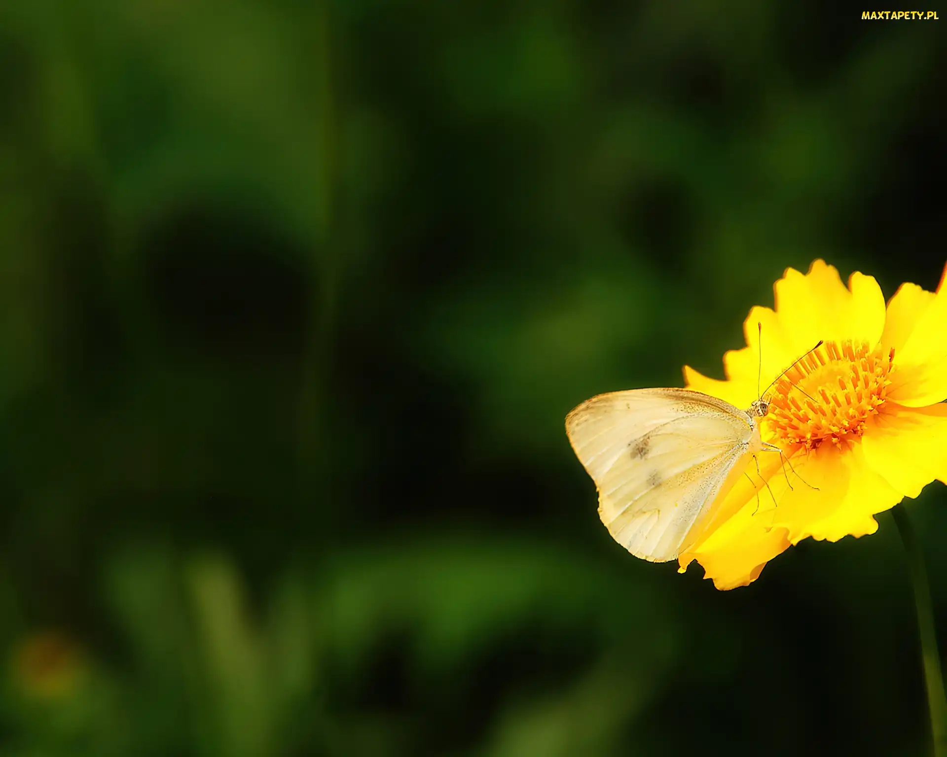 Kwiatek, Motyl, Żółty