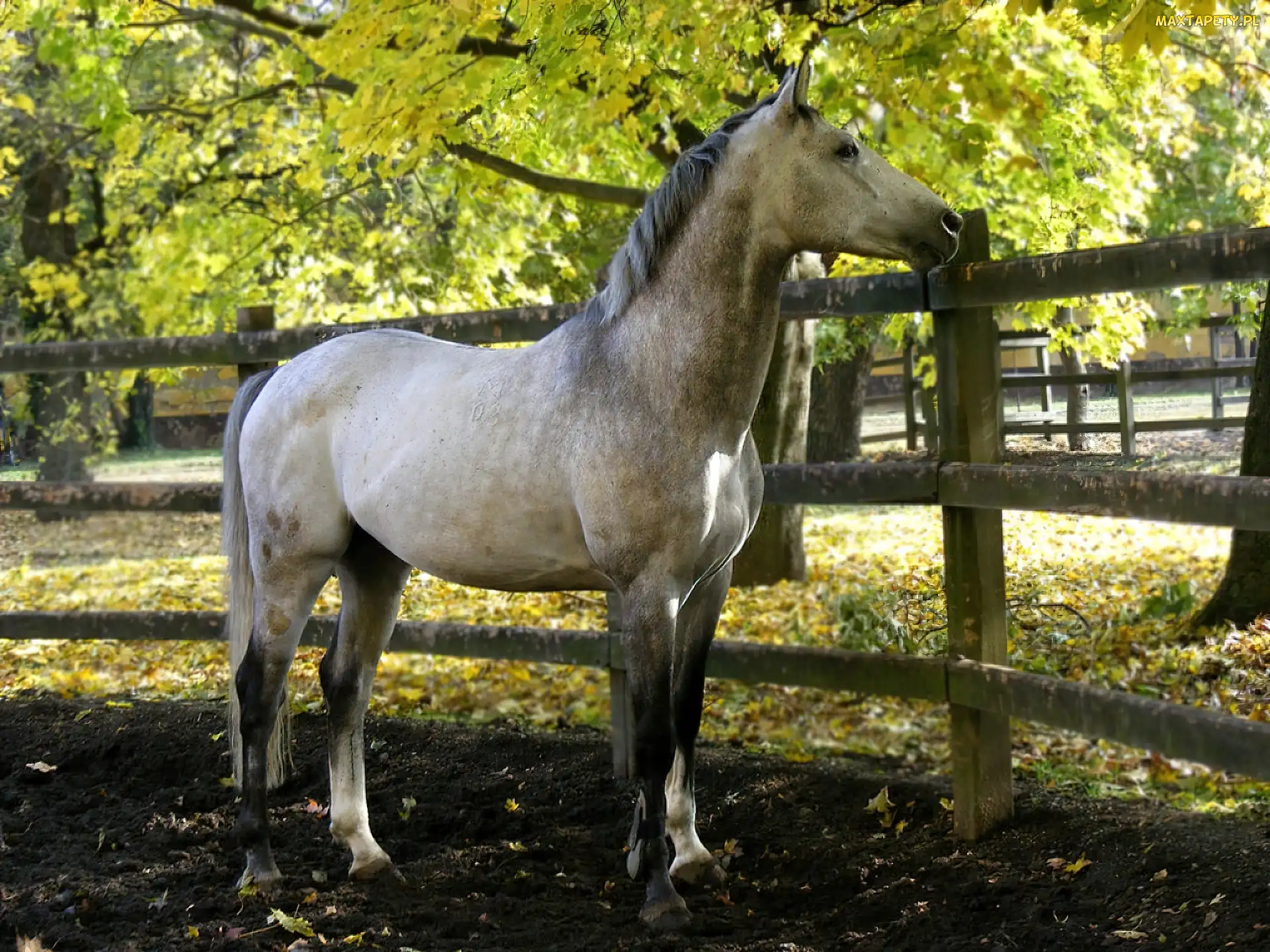 Drzewa, Płot, Koń