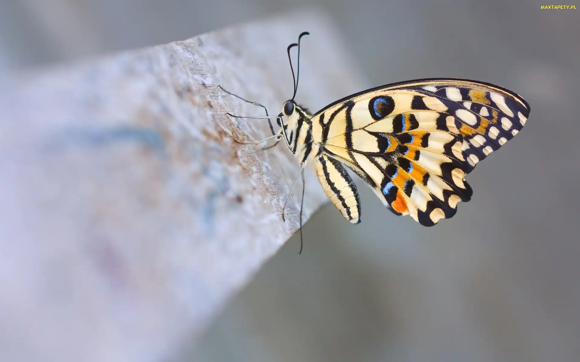 Motyl, Kolorowy