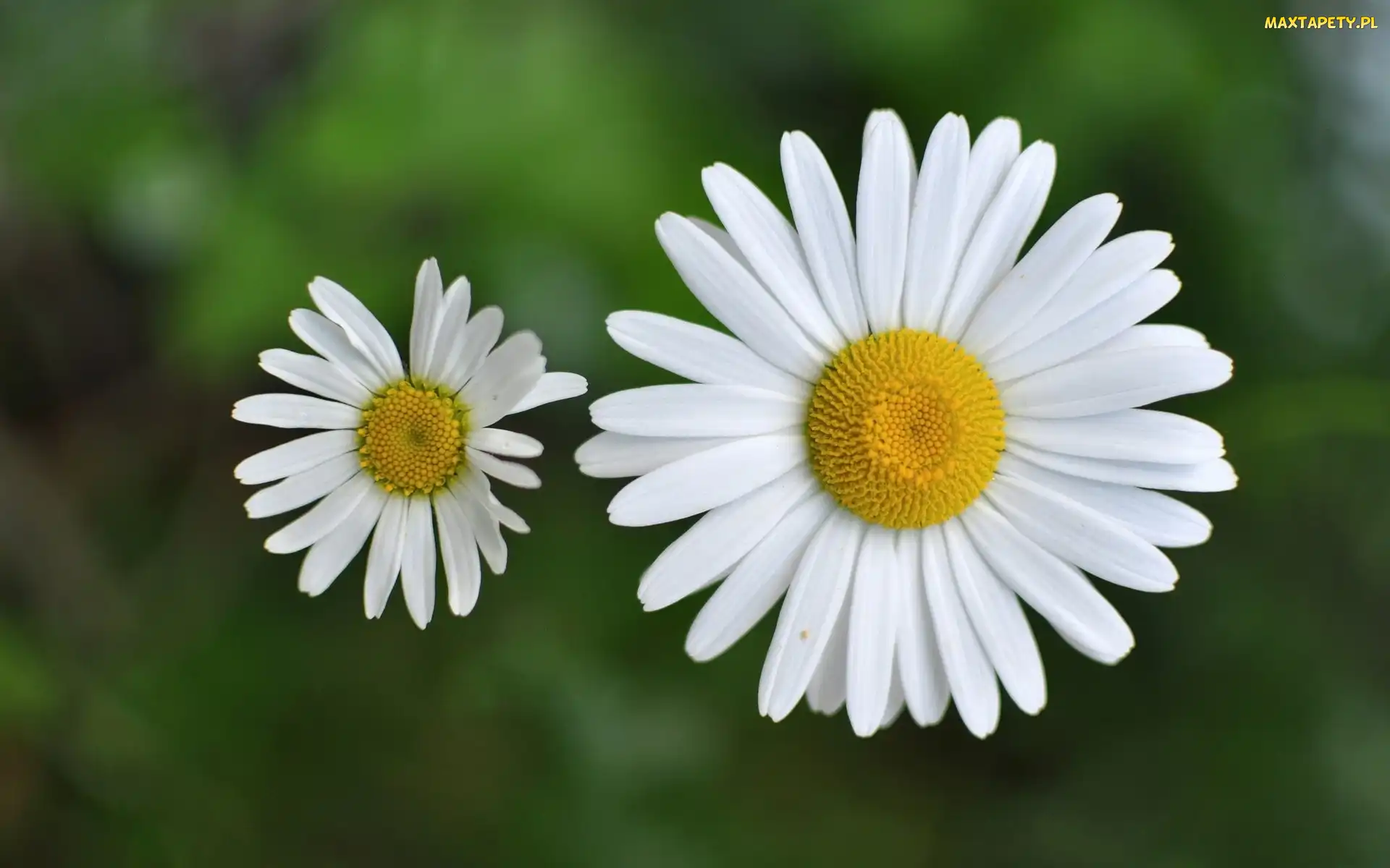 Białe, Margerytki
