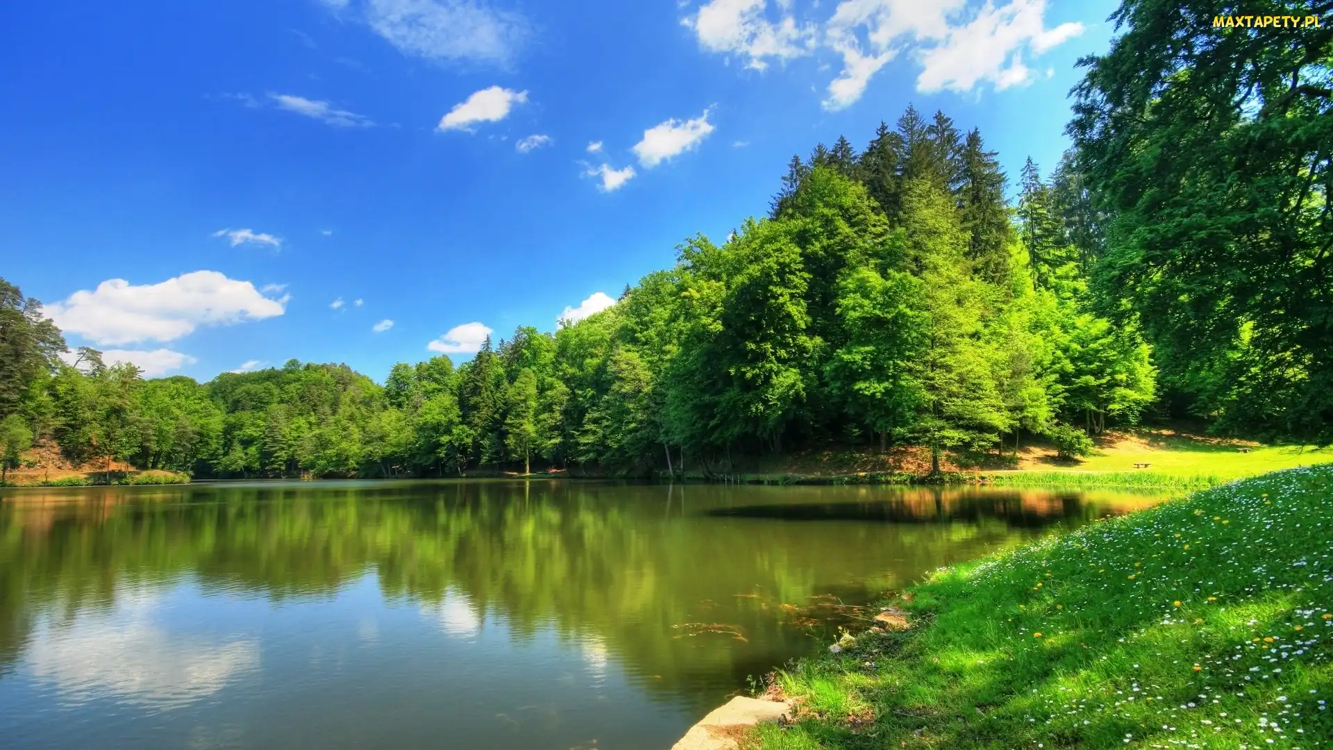 Staw, Drzewa, Łąka