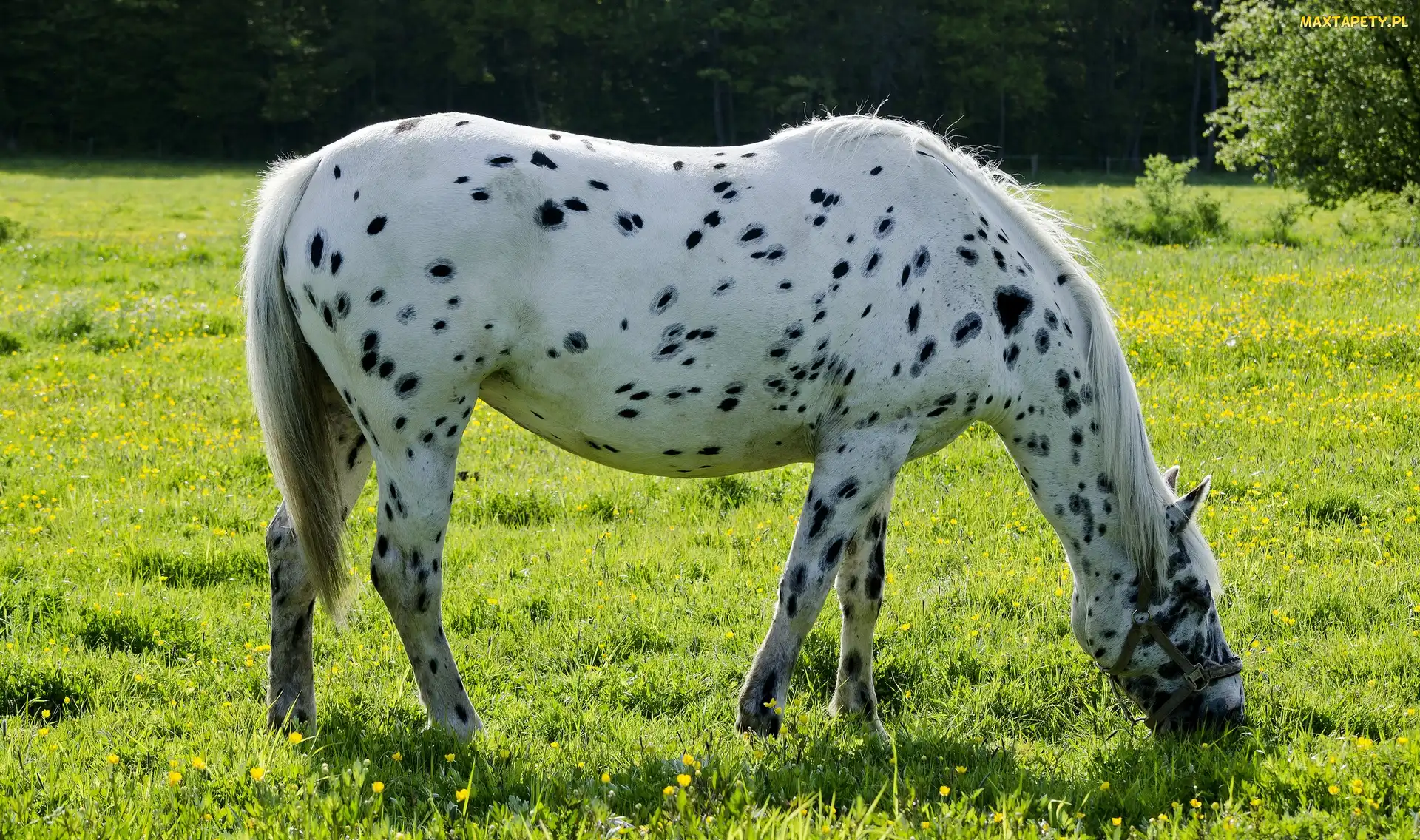 Biały, Łatki, Koń