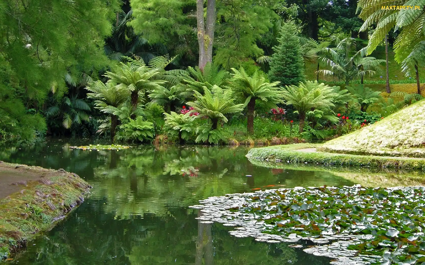 Botaniczny, Ogród, Staw, Palmy