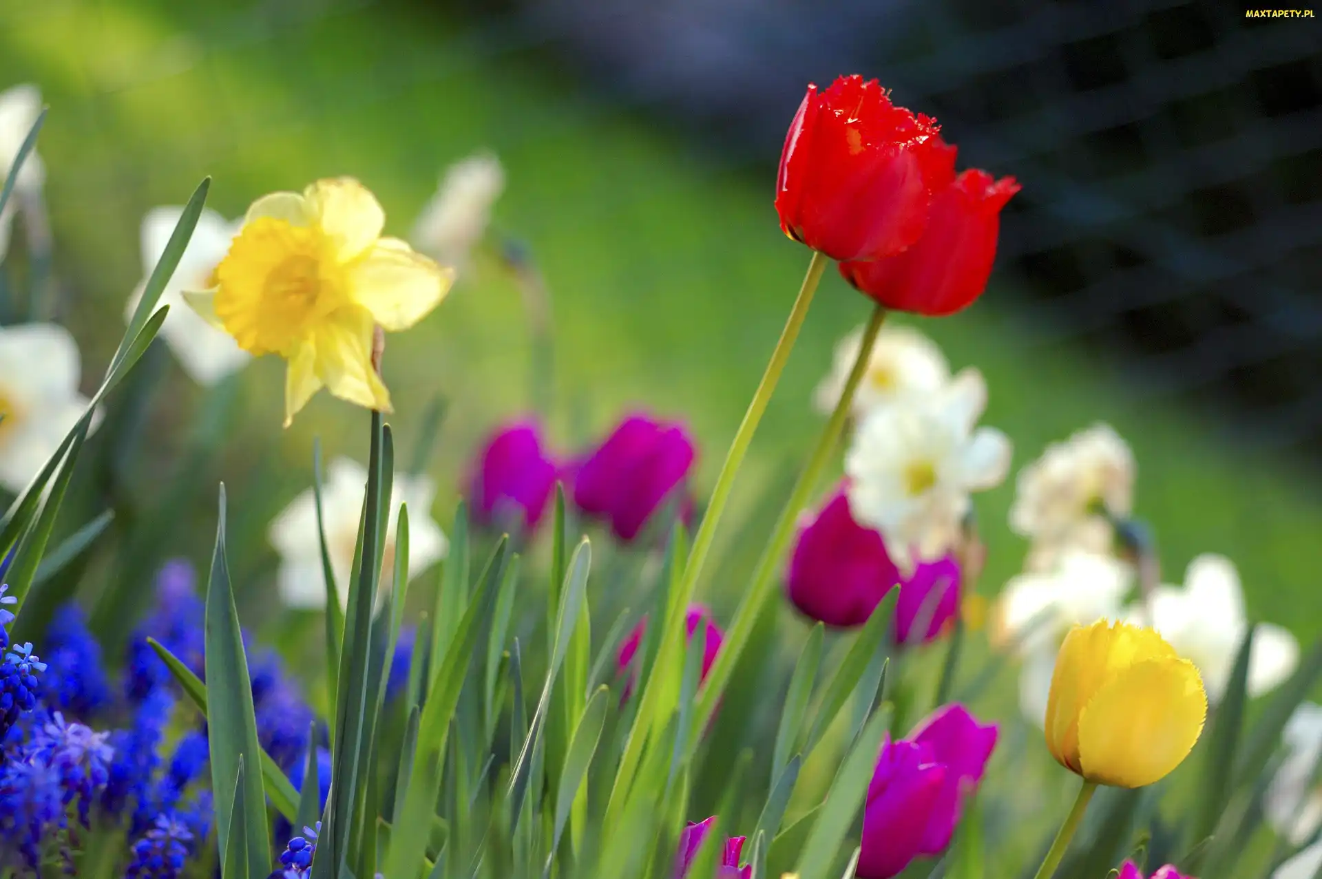 Narcyze, Trawa, Tulipany
