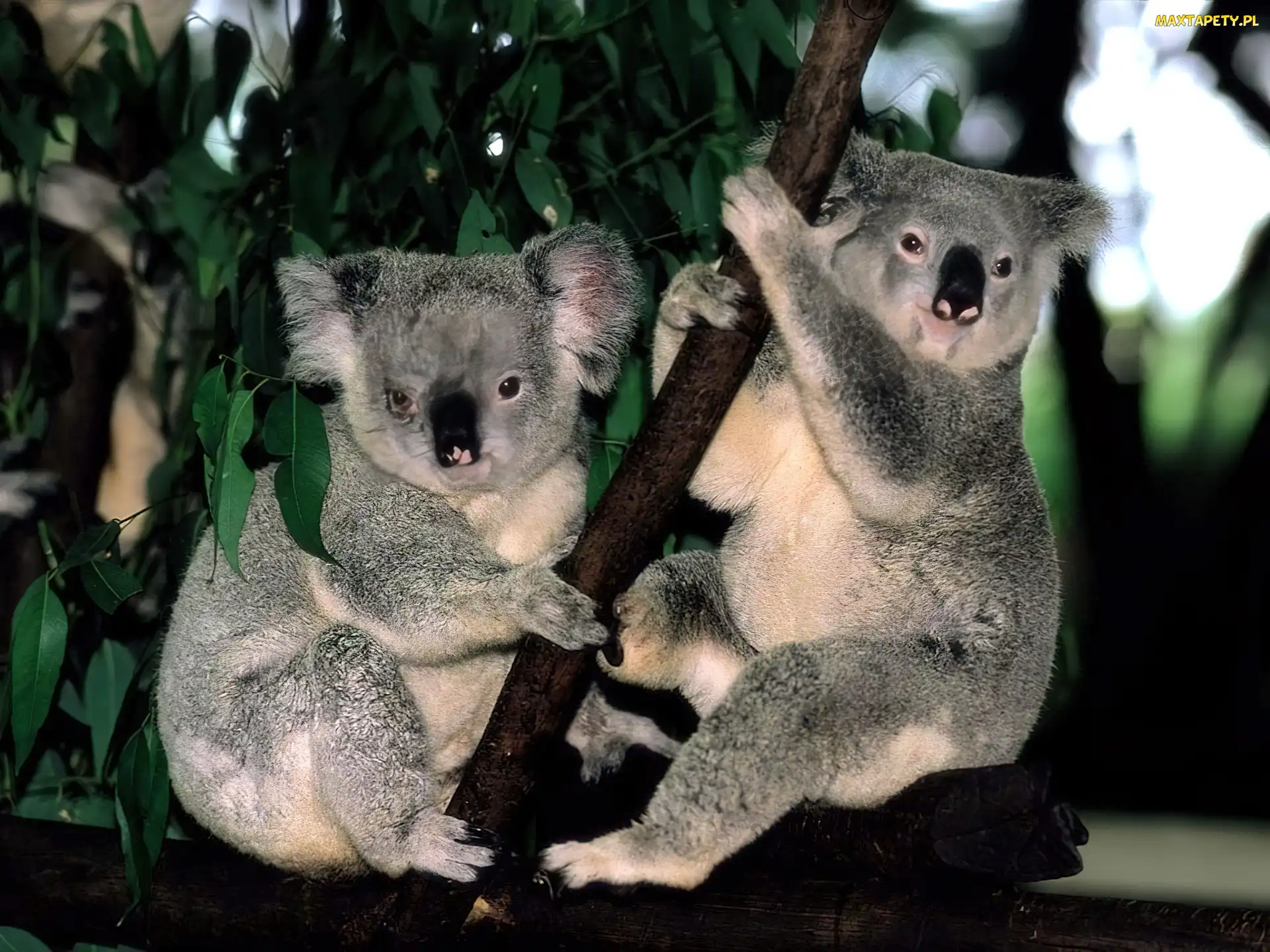 Koala, Gałąź, Misie