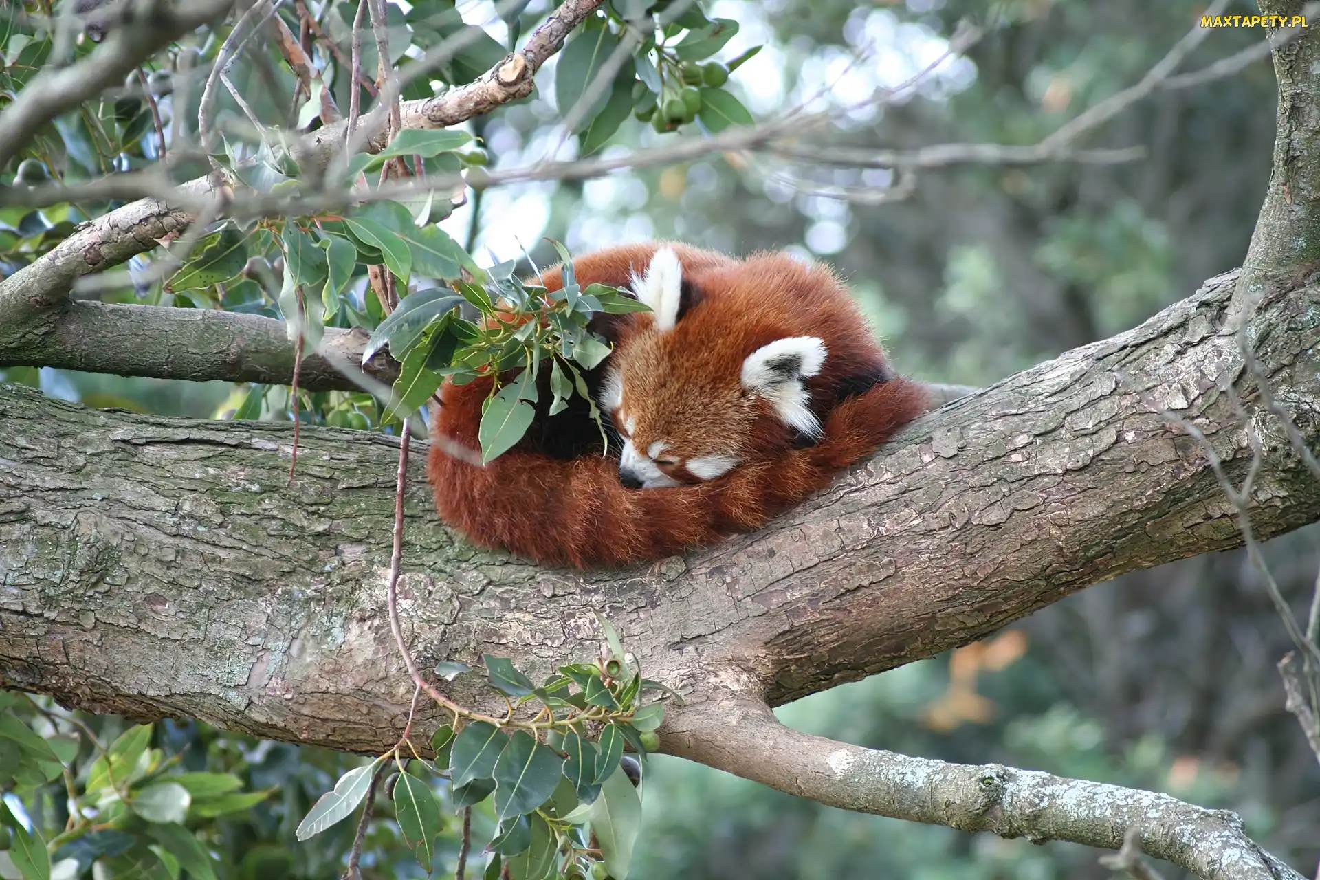 Czerwona, Pandka ruda, Panda