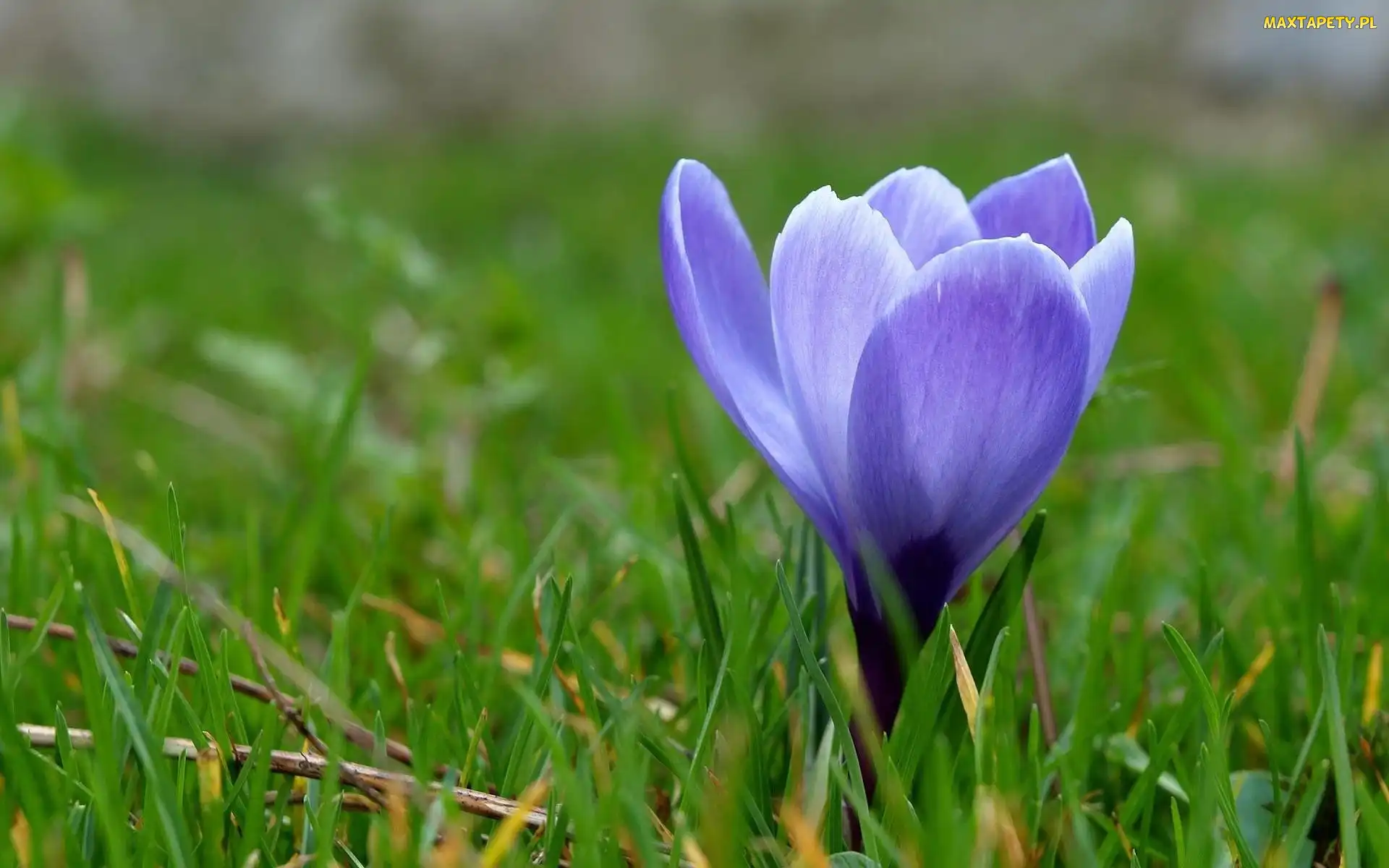 Trawa, Krokus