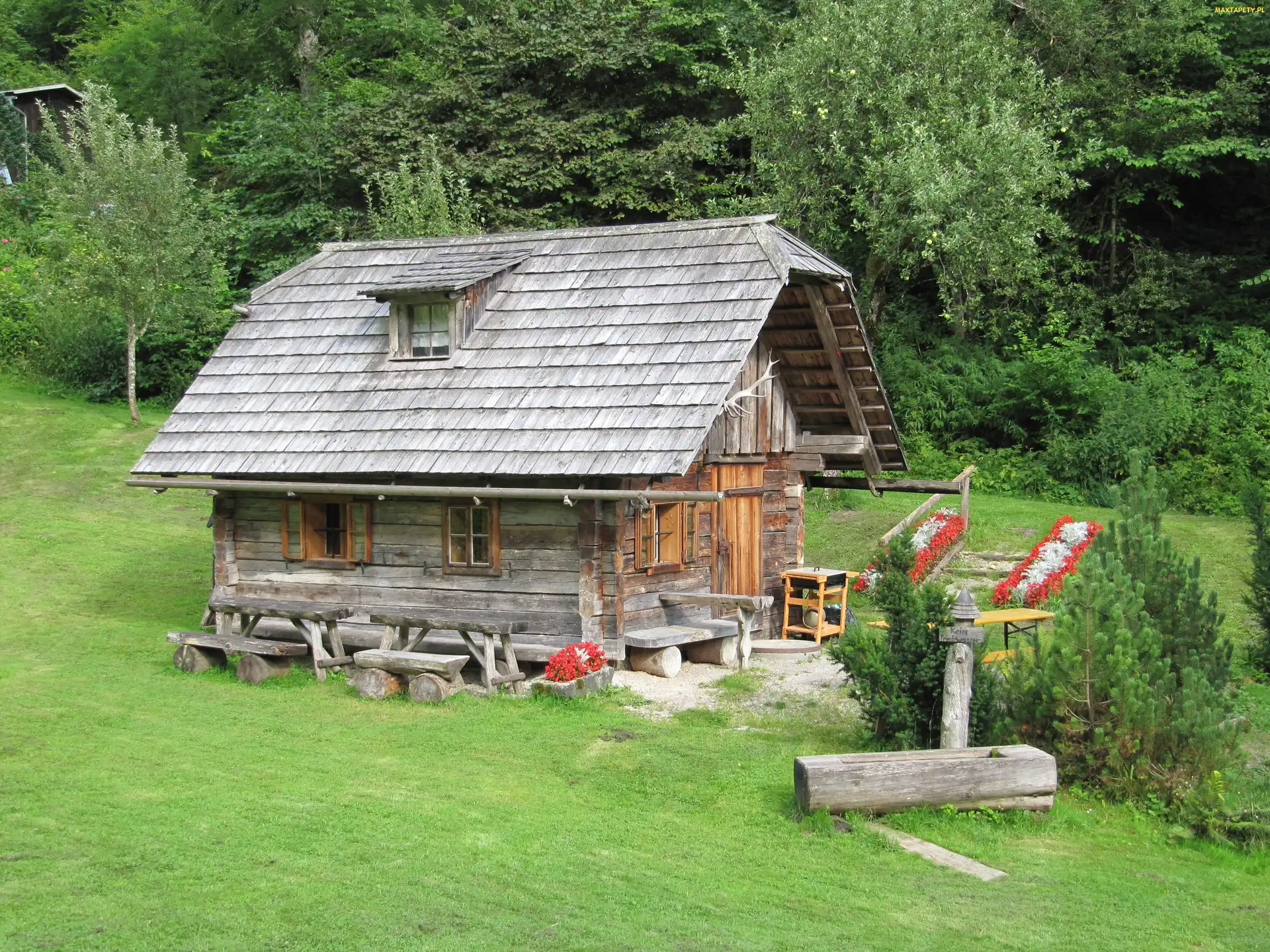 Las, Łąka, Domek