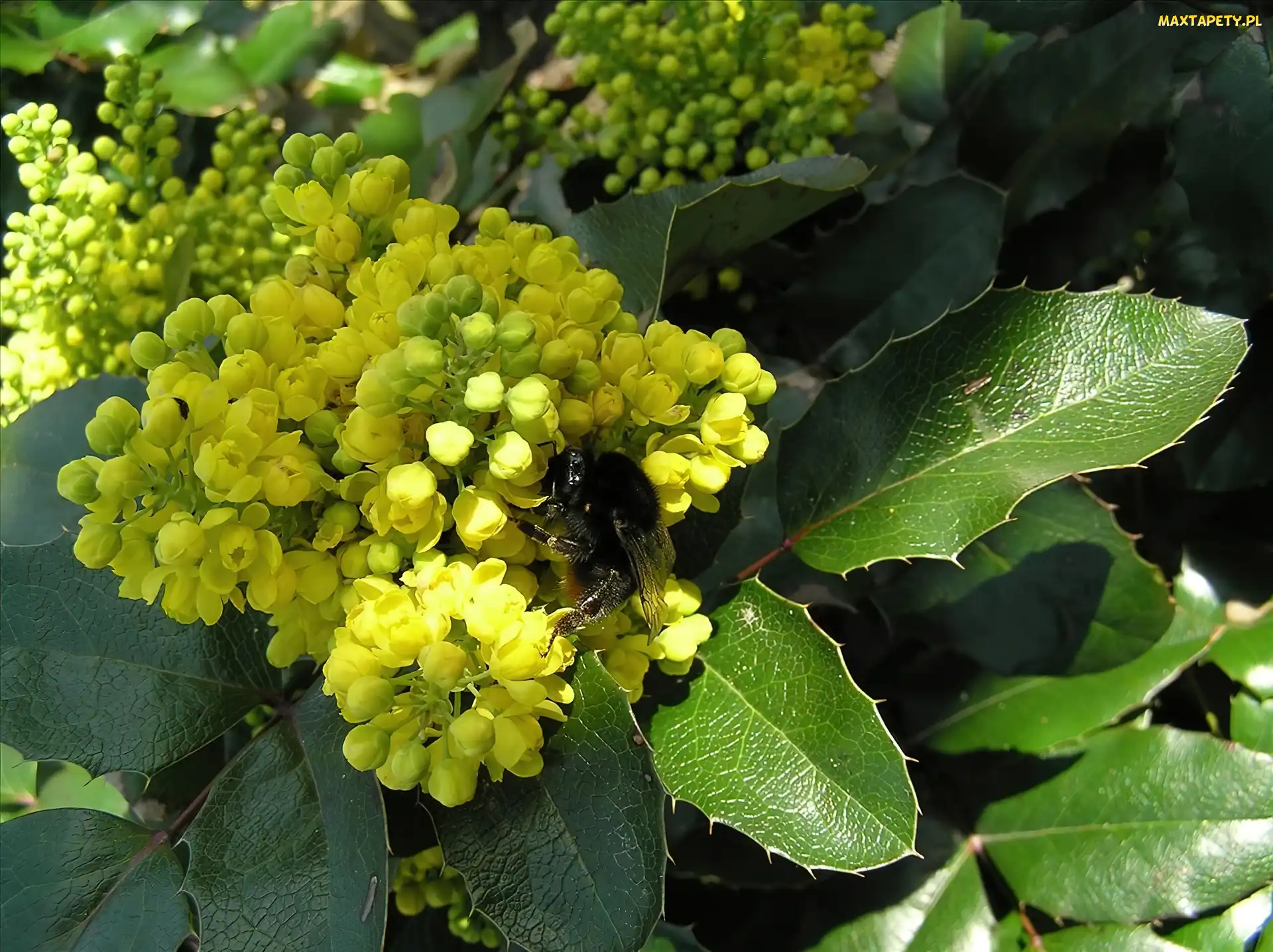 Mahonia, Trzmiel, Liście