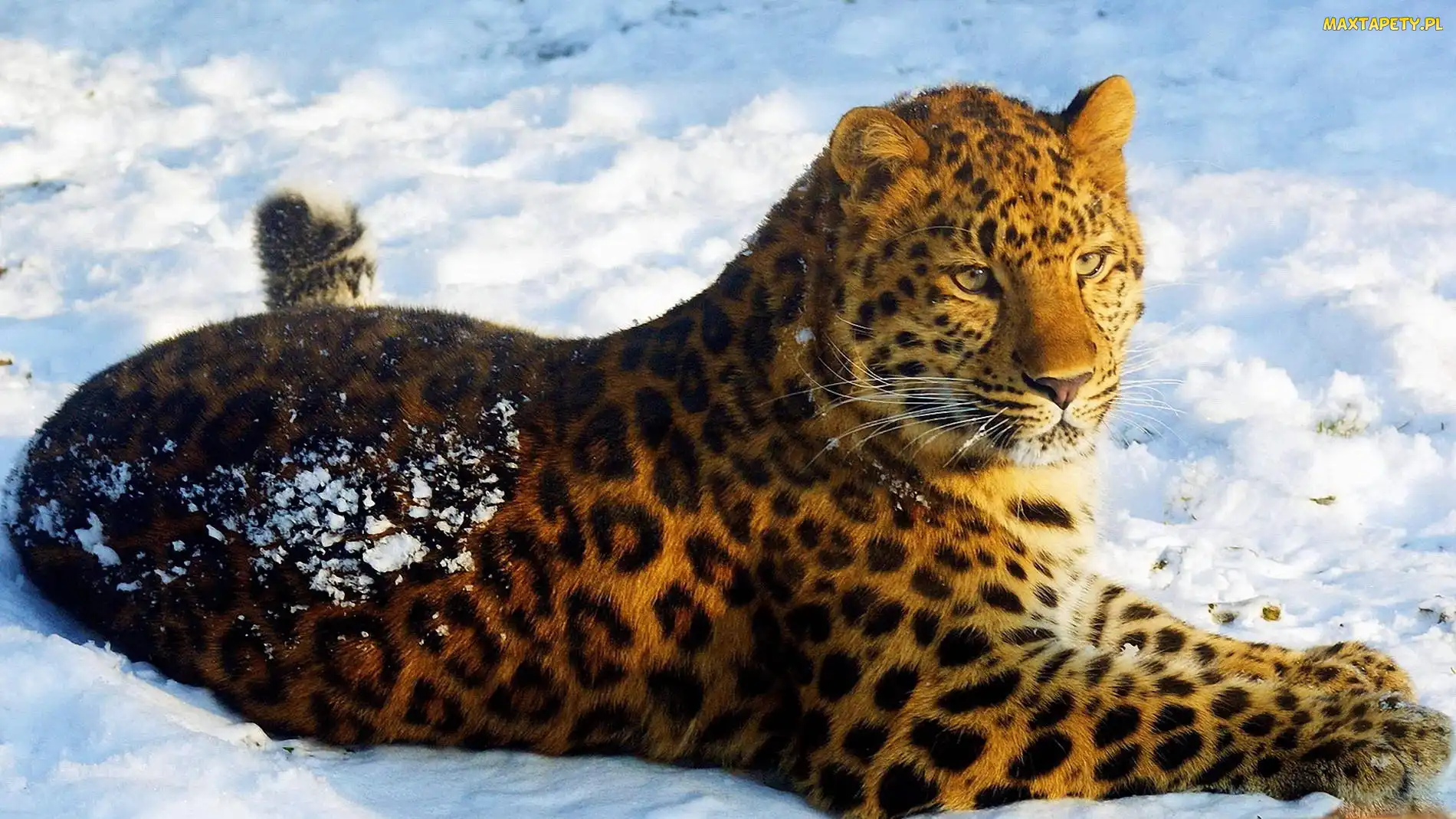Leżący, Jaguar, Śnieg