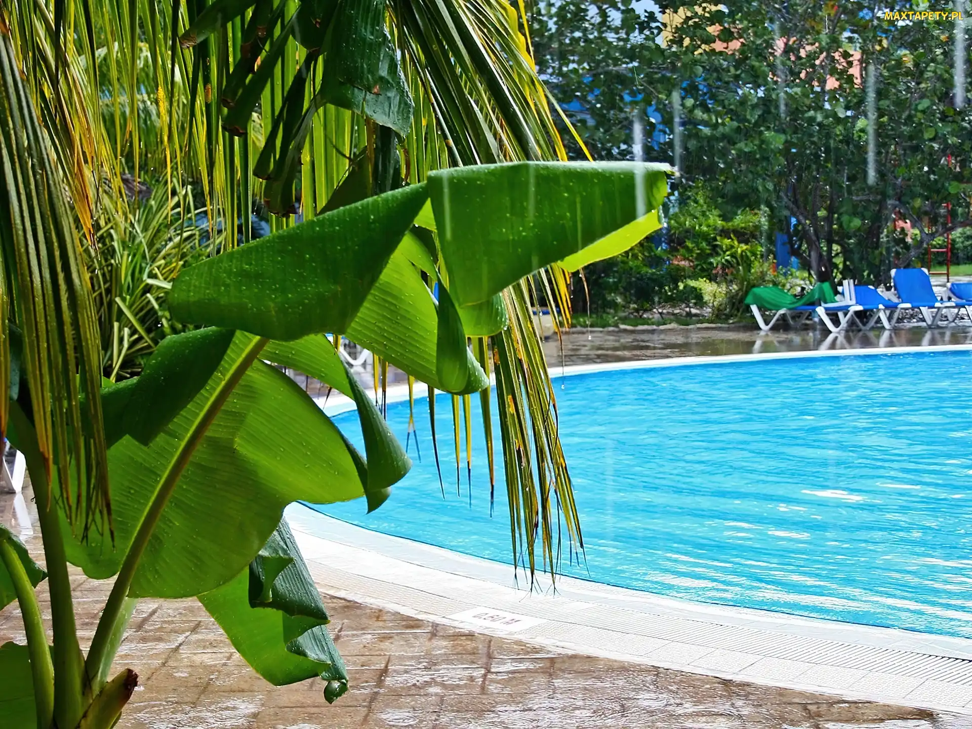 Basen, Palmy, Hotel
