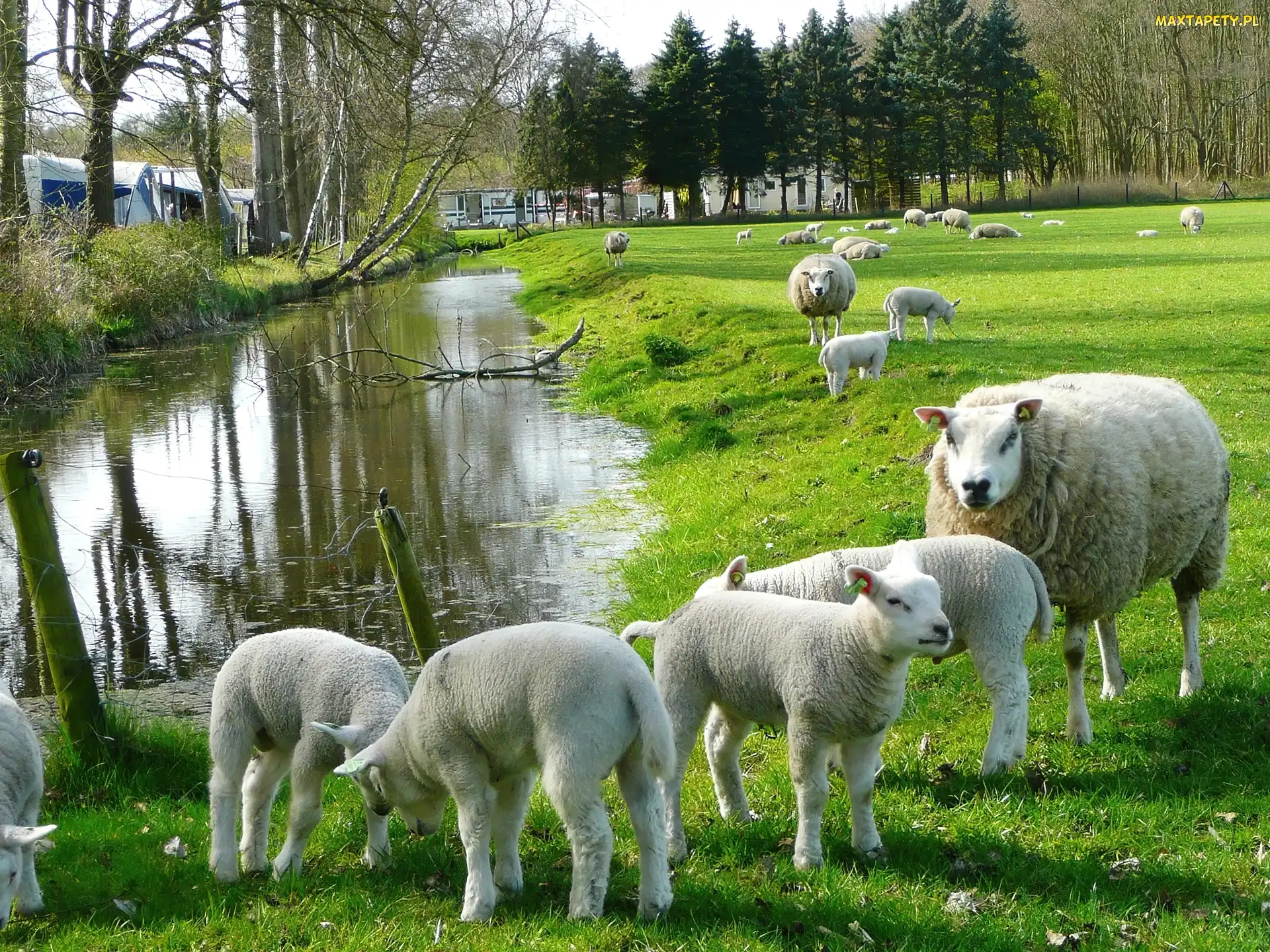 Łąka, Rzeczka, Owce