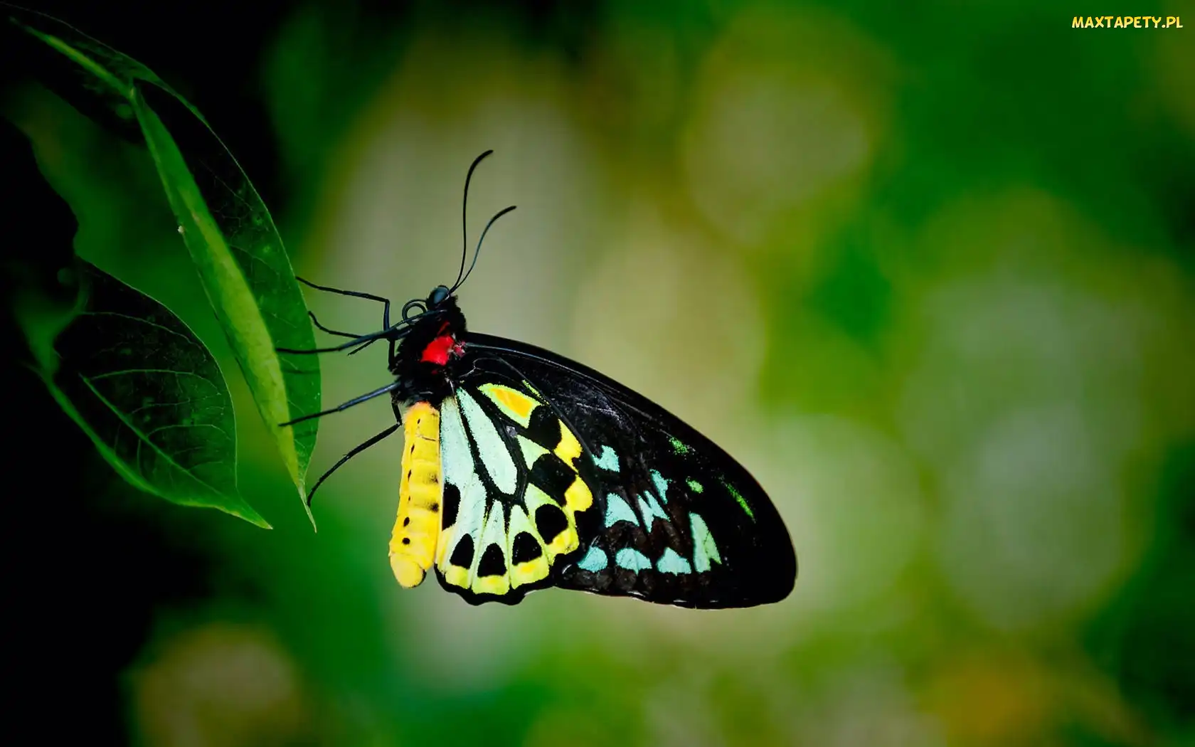 Czarno, Żółty, Motyl