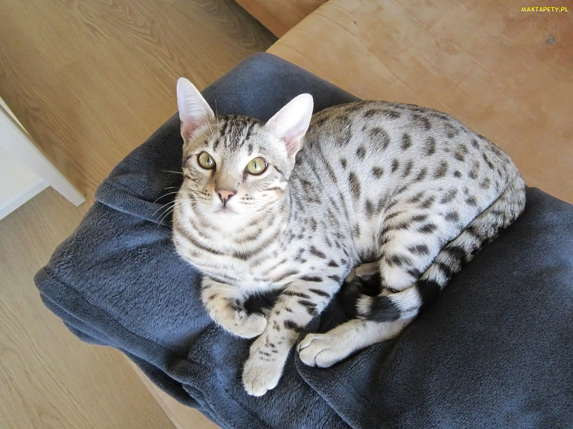 Kocyk, Granatowy, Kot, Ocicat