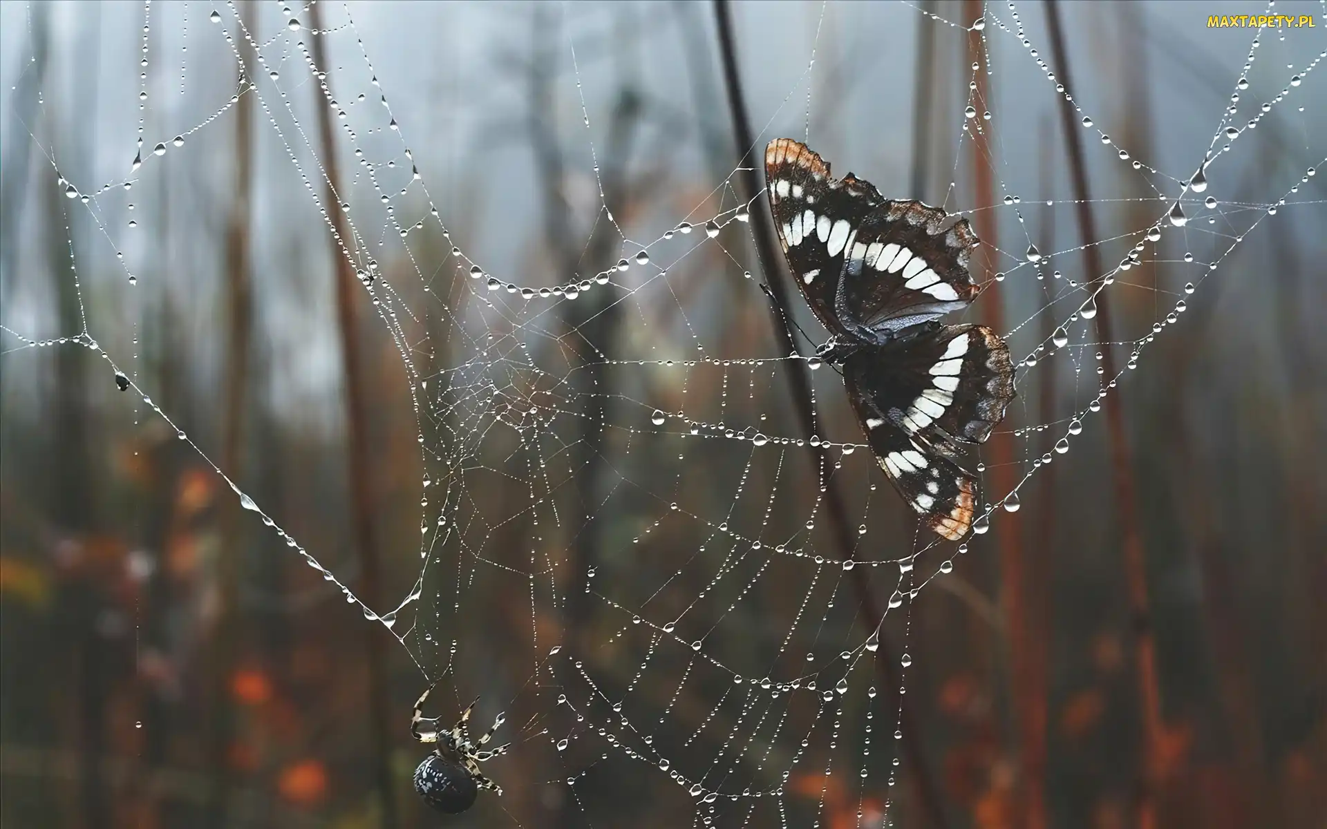 Sieć, Pająk, Motyl
