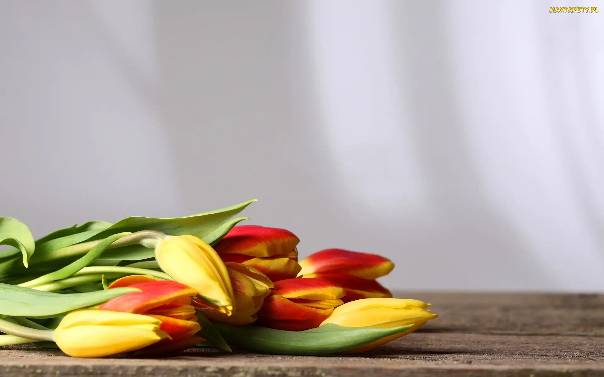 Tulipany, Kolorowe